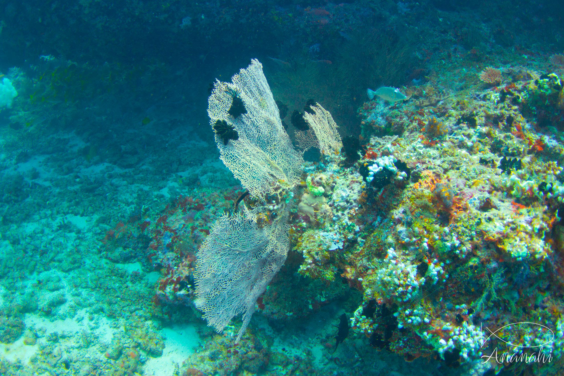 Gorgone géante de Maldives
