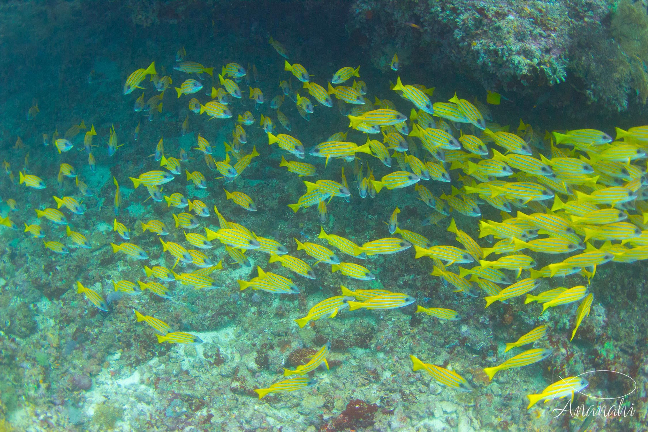 Perche à raies bleues de Maldives