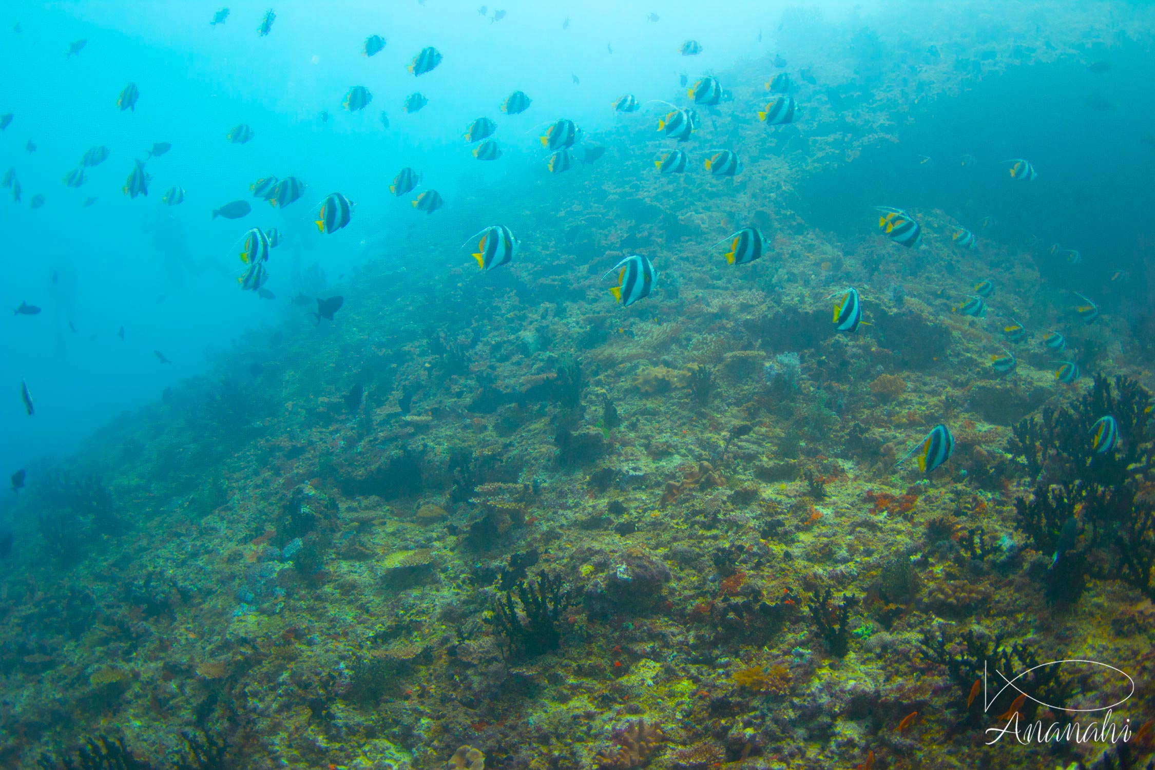 Poisson cocher-grégaire de Maldives