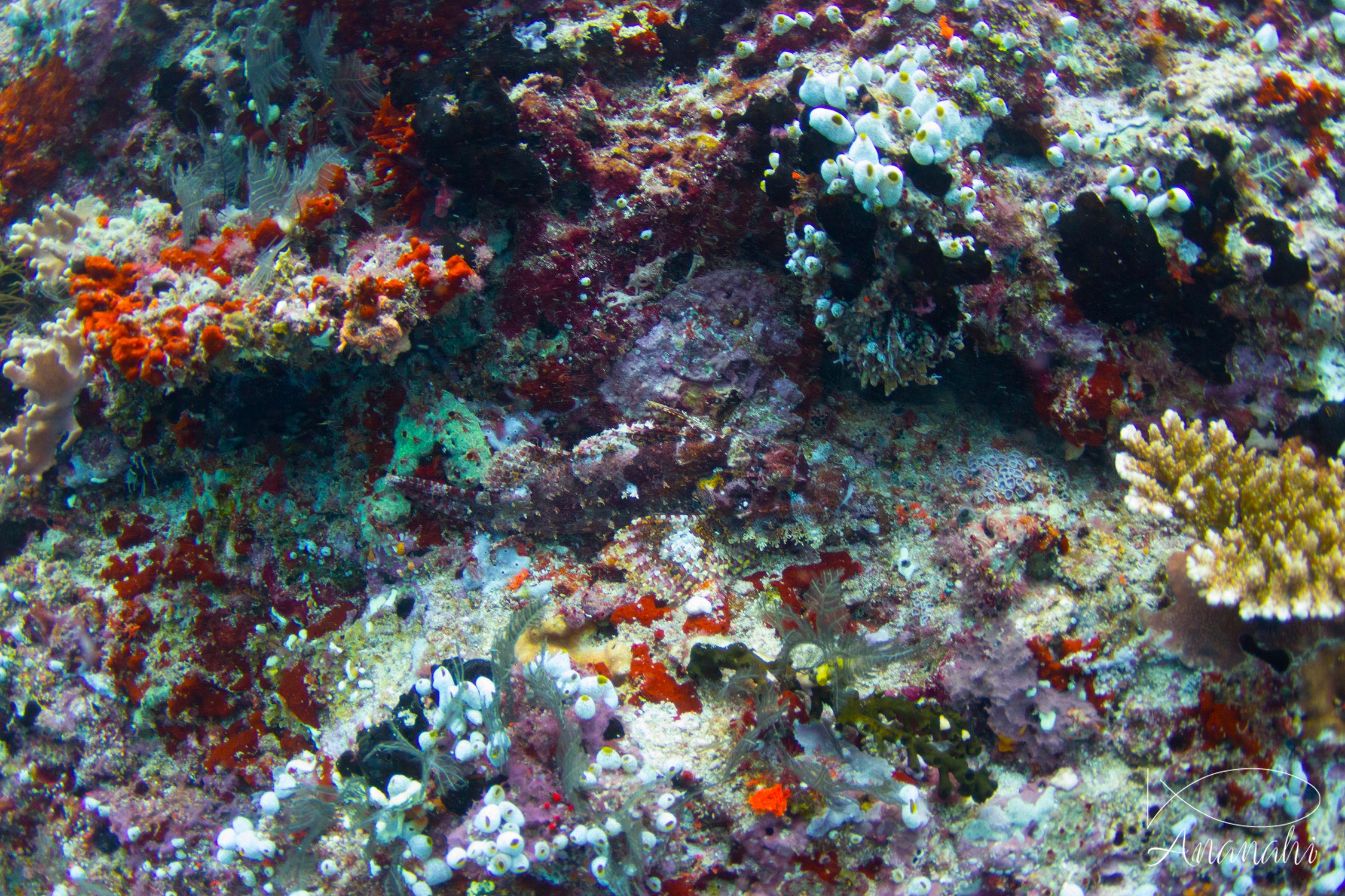 Poisson-scorpion à houppe de Maldives