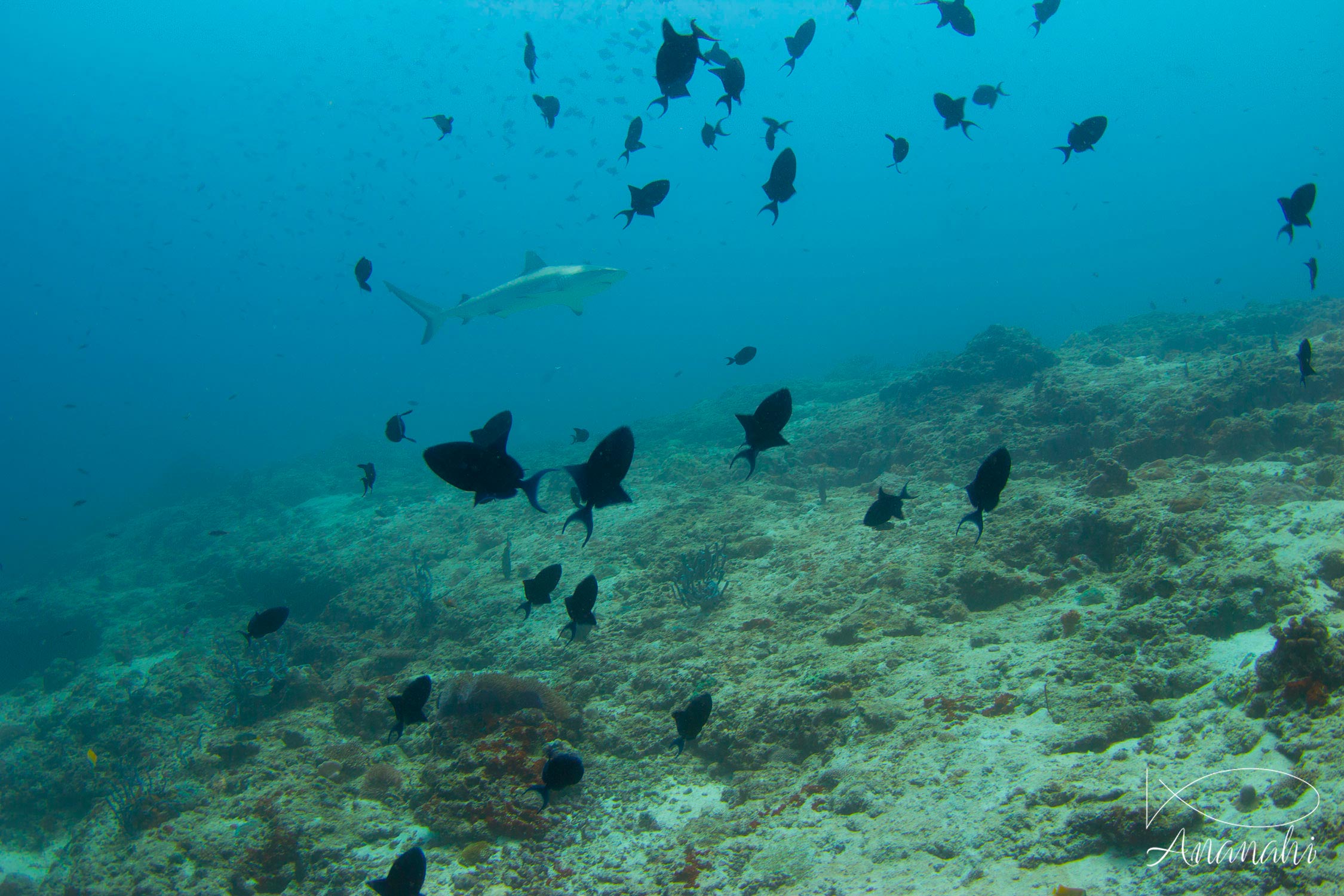 Requin gris de récif (dagsit) de Maldives