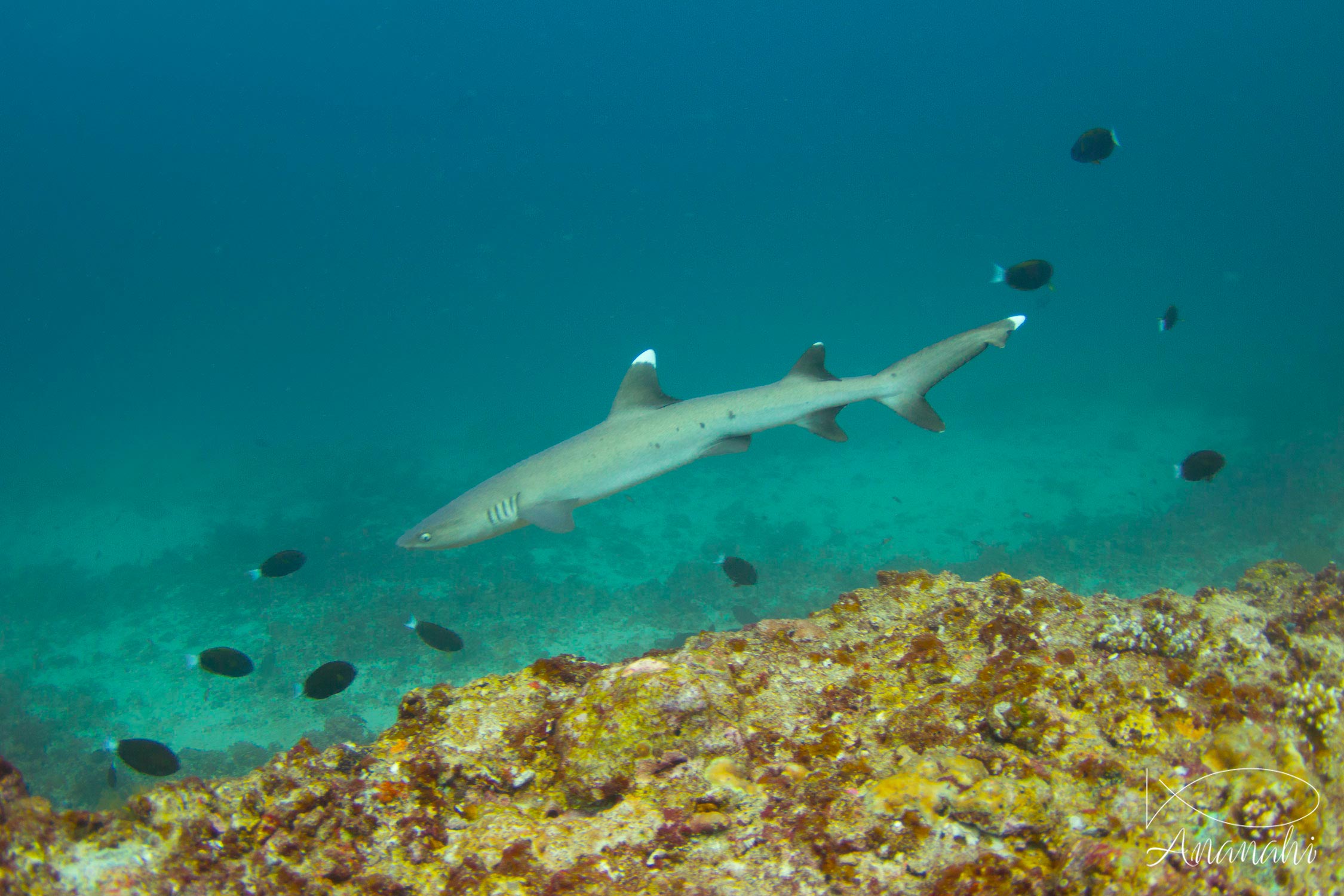 Requin à pointes blanches de Maldives