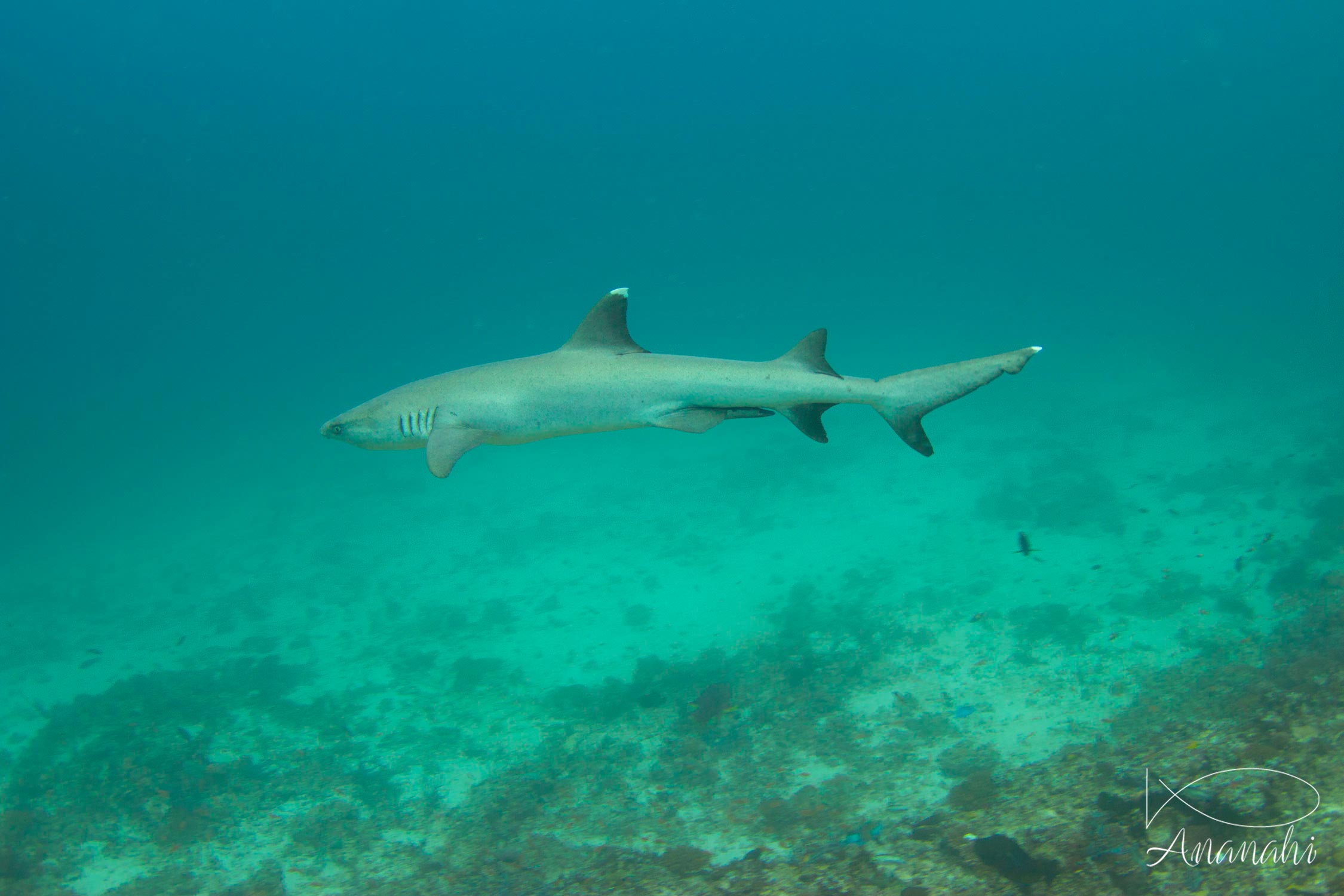 Requin à pointes blanches de Maldives