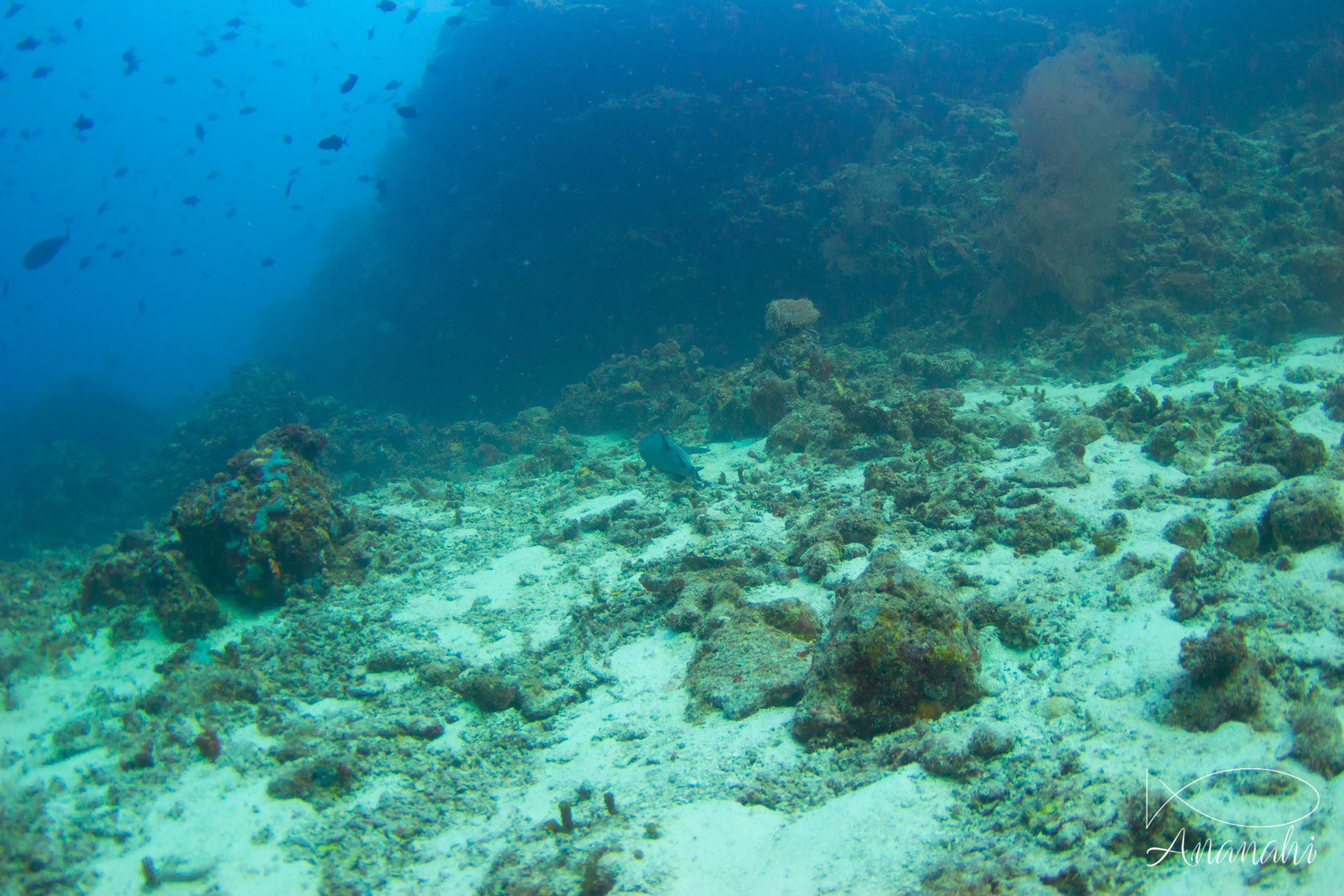 Requin à pointes blanches de Maldives