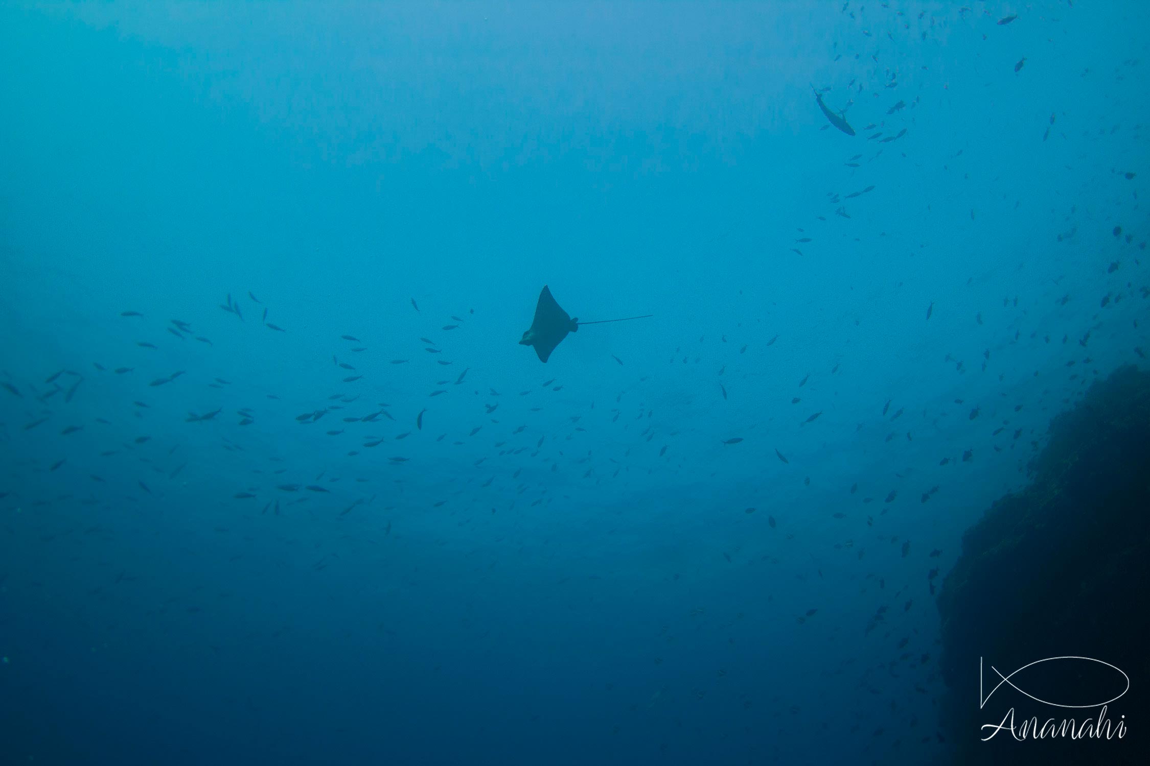 Raie léopard de Maldives