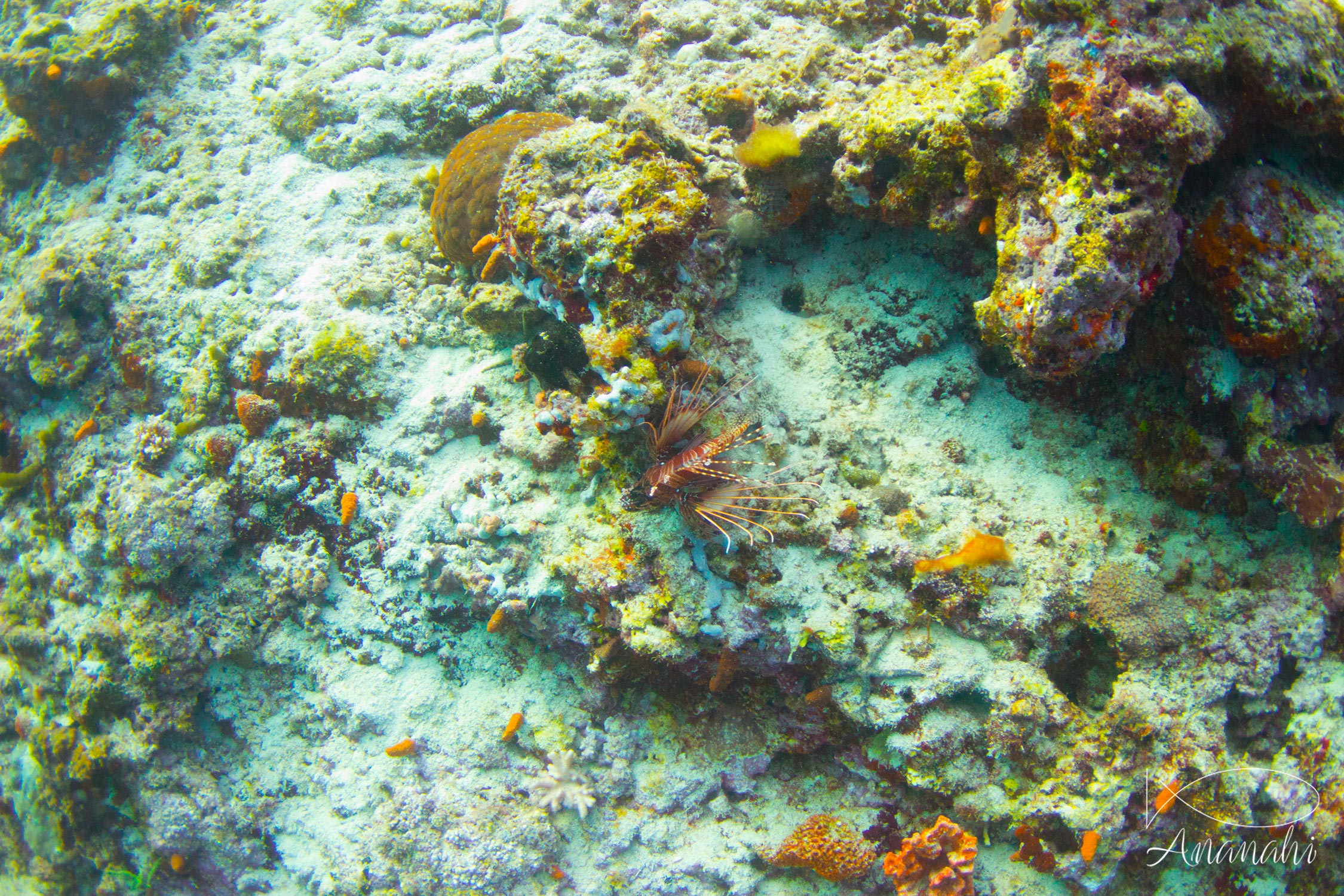 Pterois à antenne de Maldives