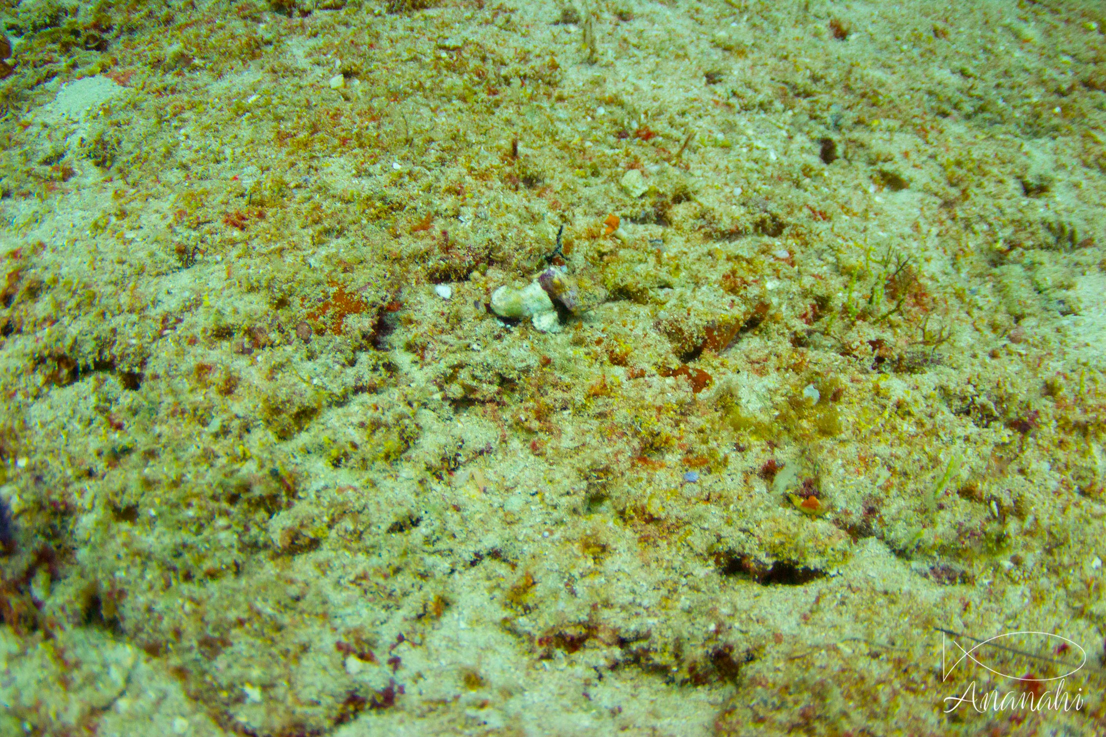 Poisson pierre commun juvénile de Maldives