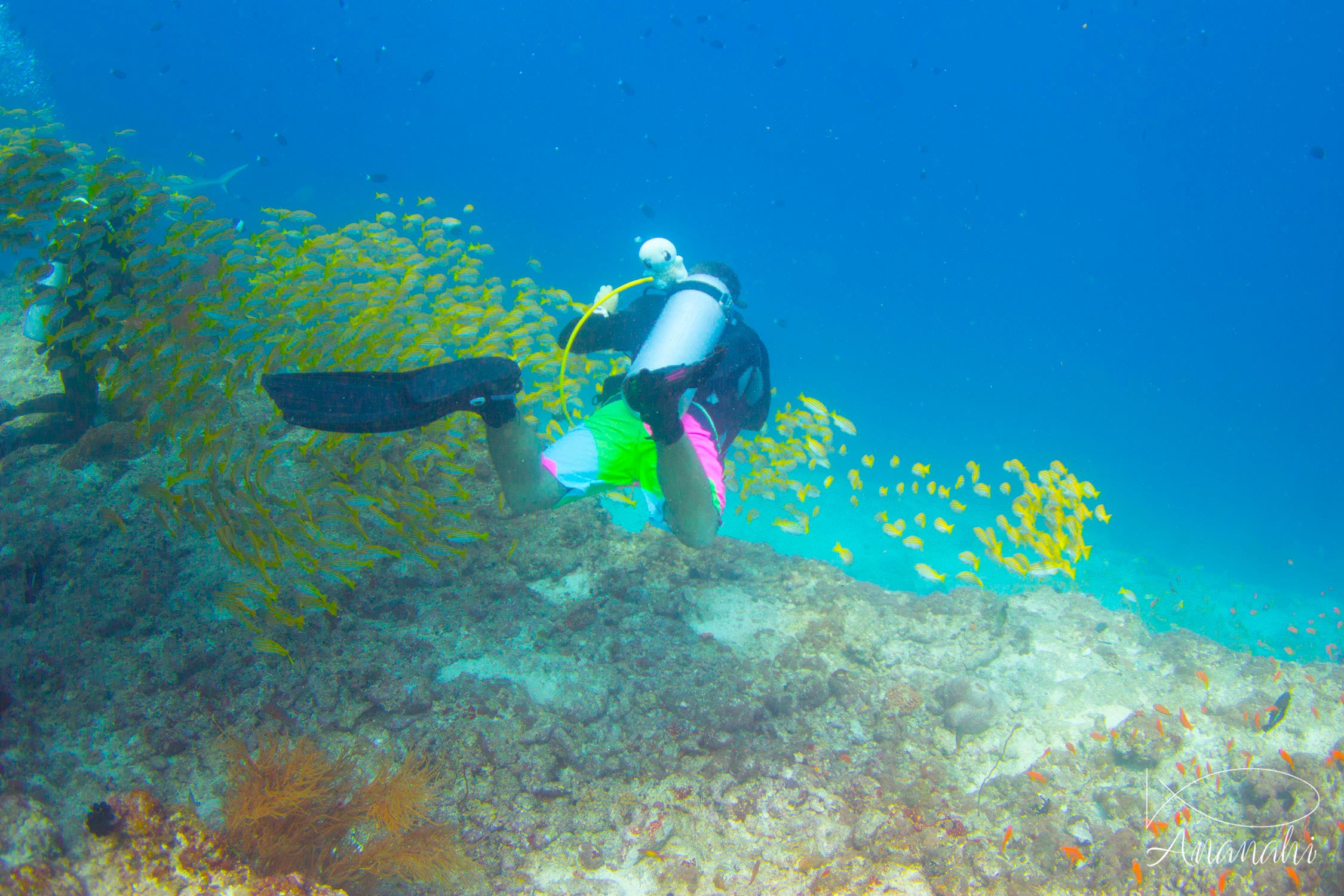 Kevin de Maldives