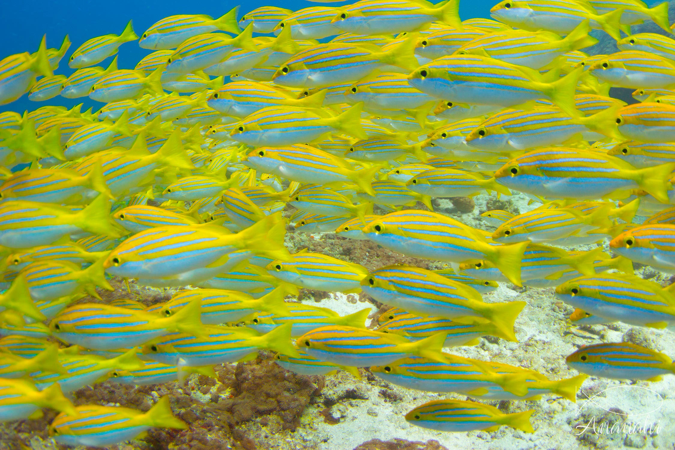 Perche à raies bleues de Maldives