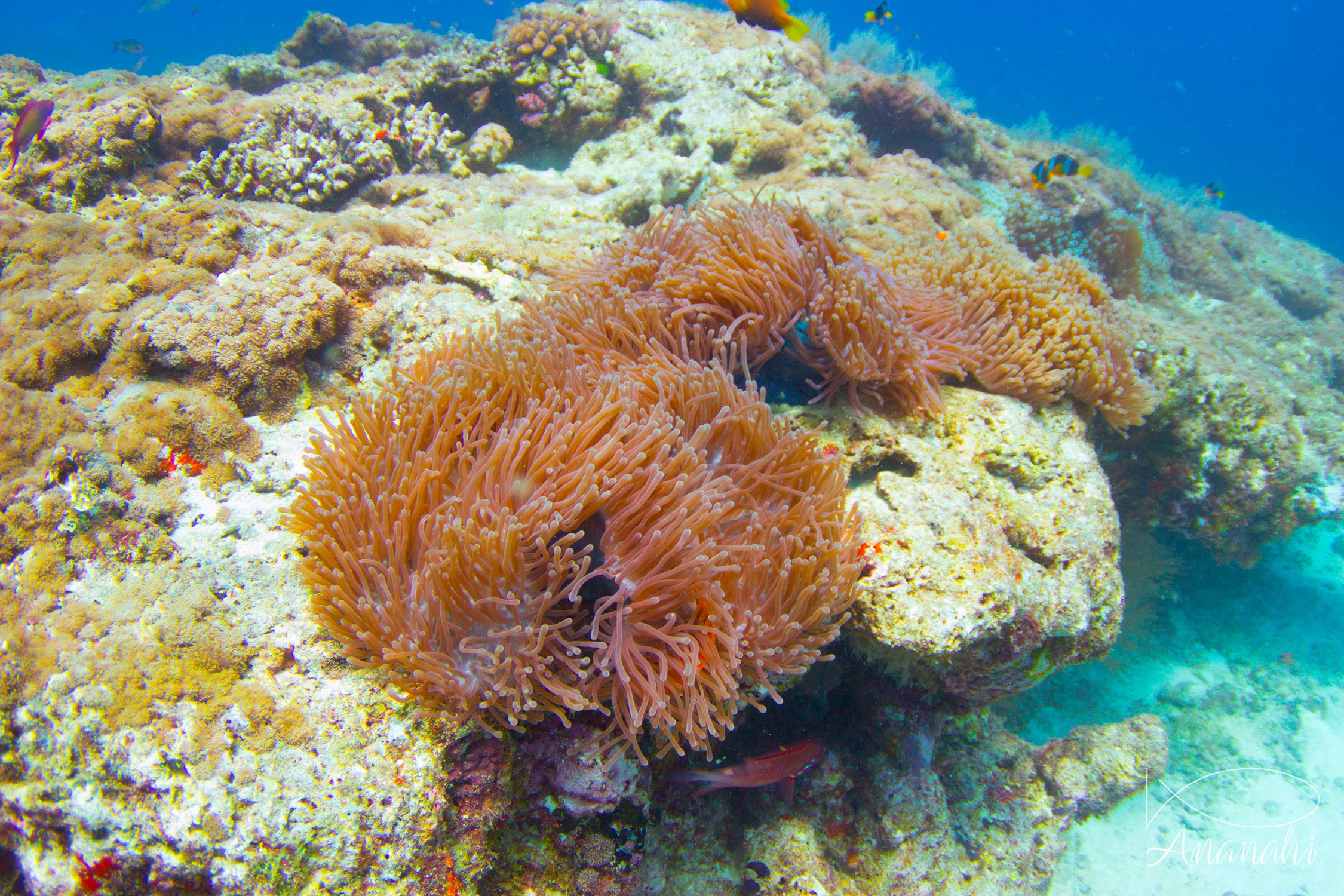 Anémone magnifique de Maldives