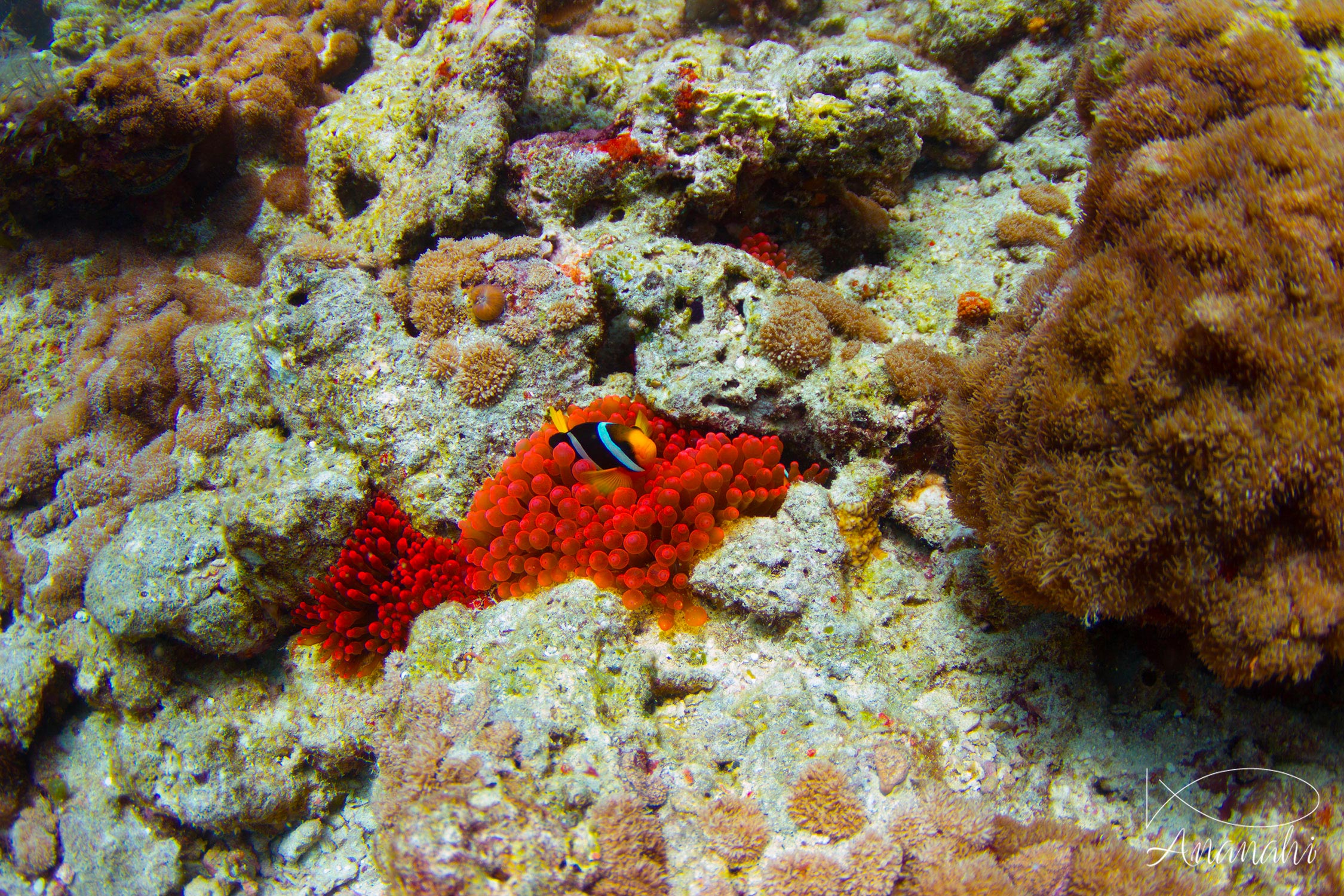 Anémone à bouts renflés de Maldives