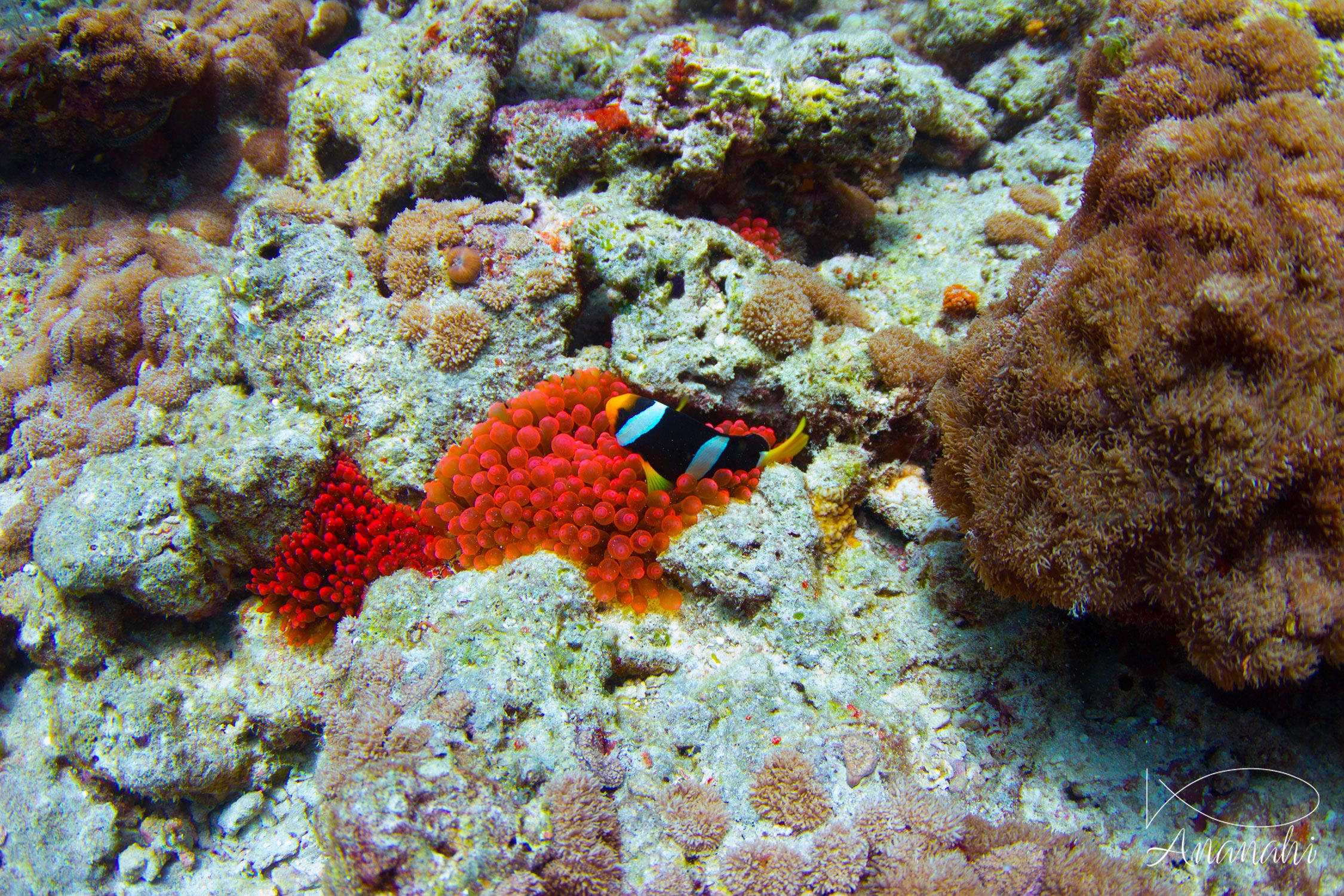 Poisson clown de Clark de Maldives