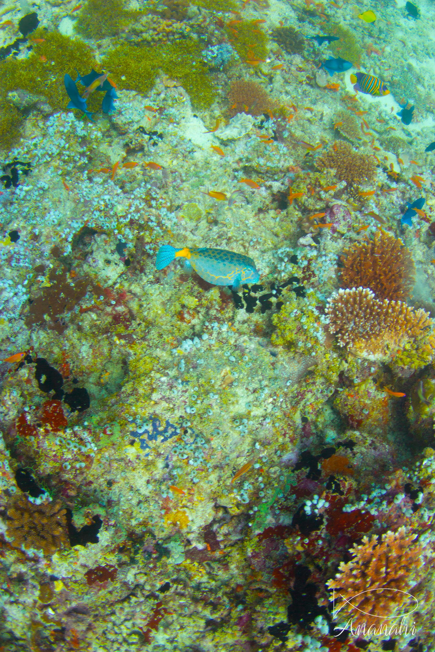 Poisson coffre jaune de Maldives