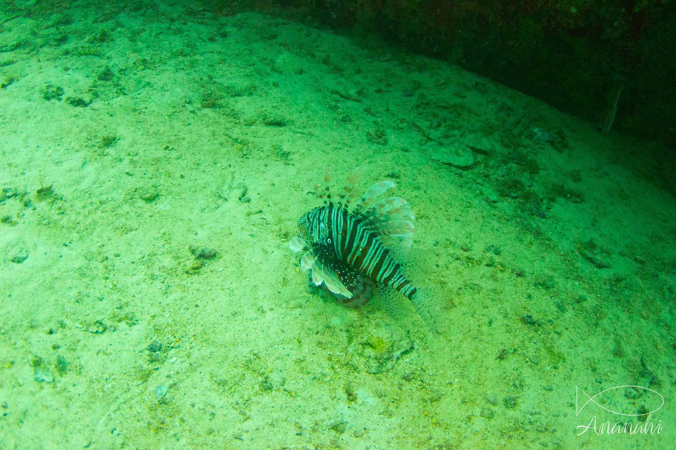 Rascasse volante du Pacifique / de l'Océan Indien de Maldives