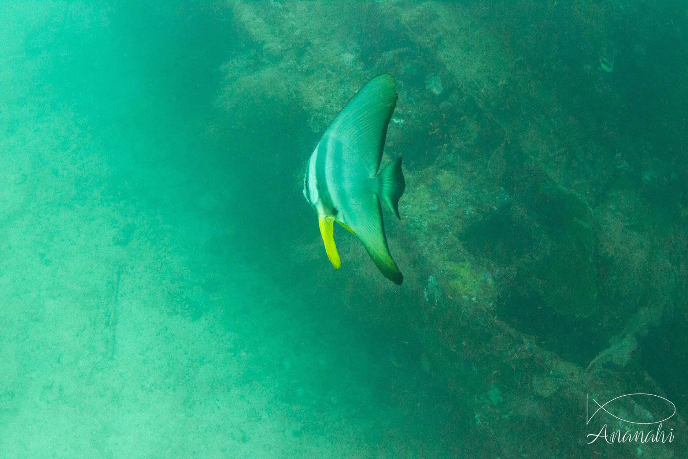 Platax à longues nageoires de Maldives