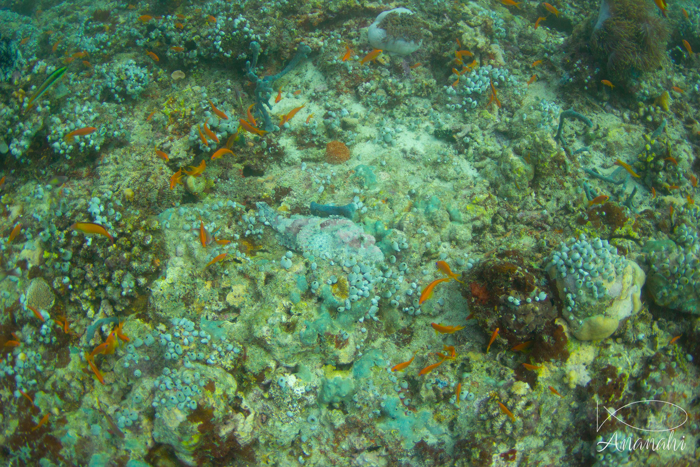 Poisson-scorpion à houppe de Maldives