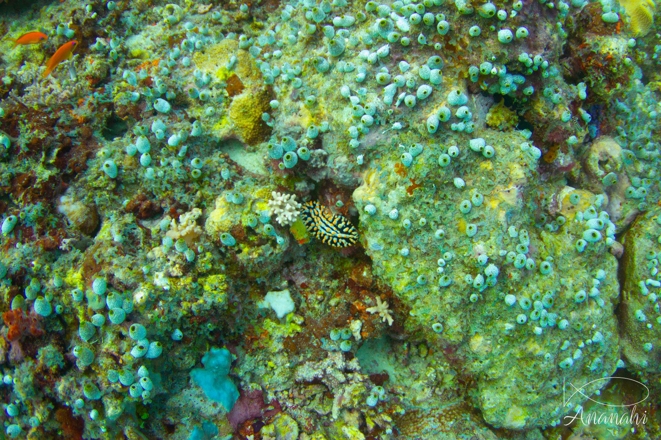 Phyllidie verruqueuse de Maldives