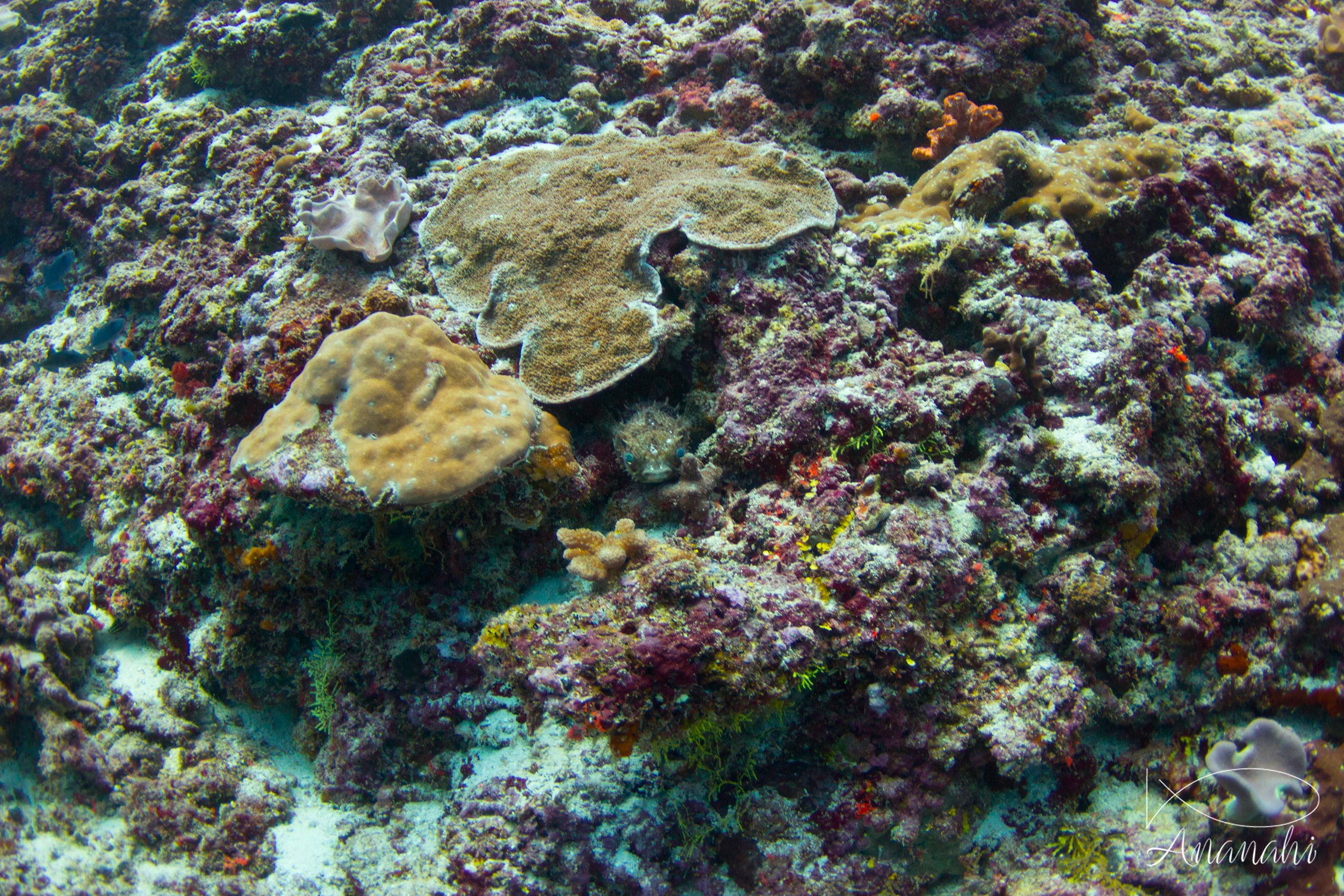 Poisson ballon porc-épic  de Maldives