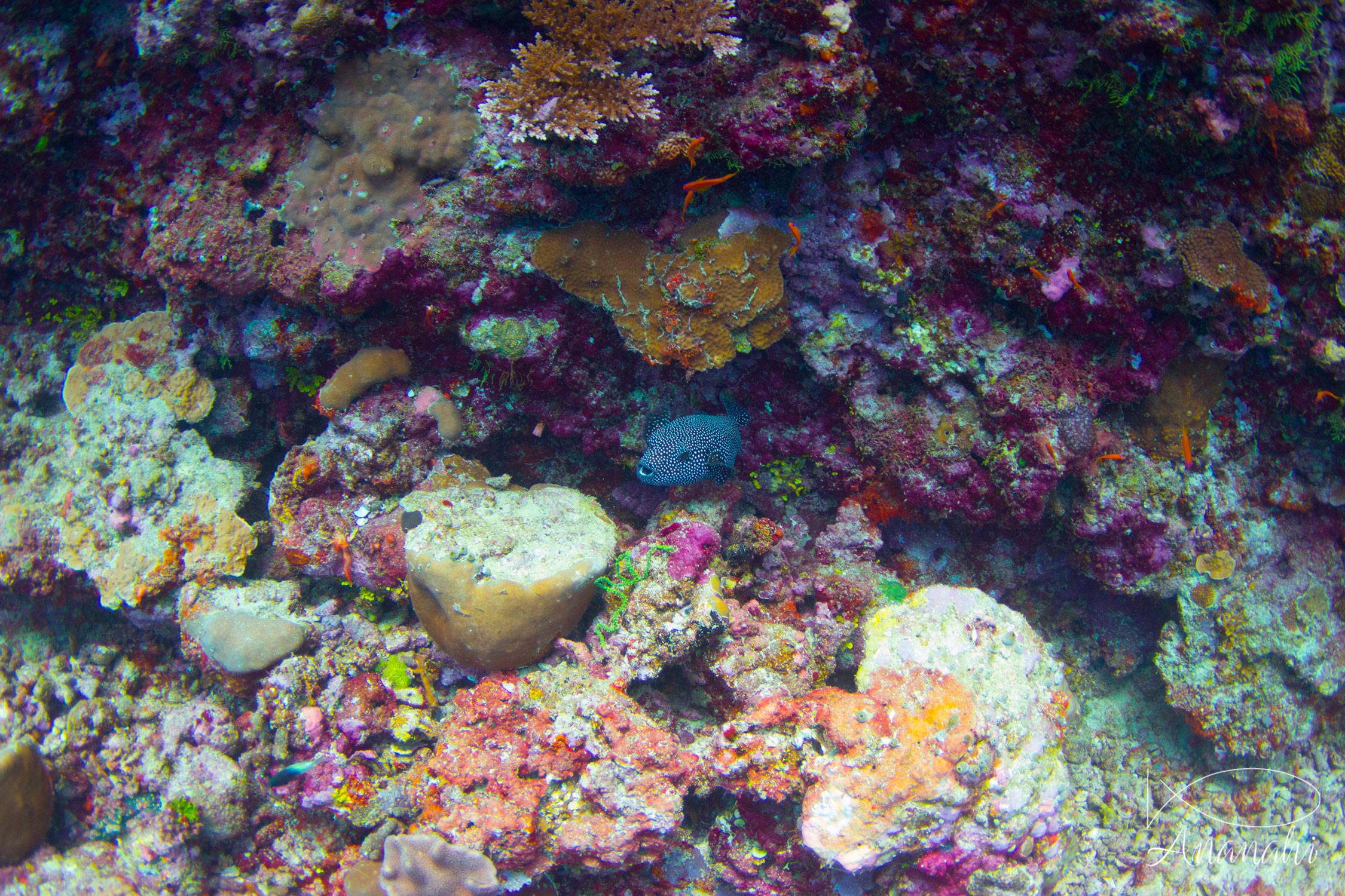 Poisson ballon pintade de Maldives