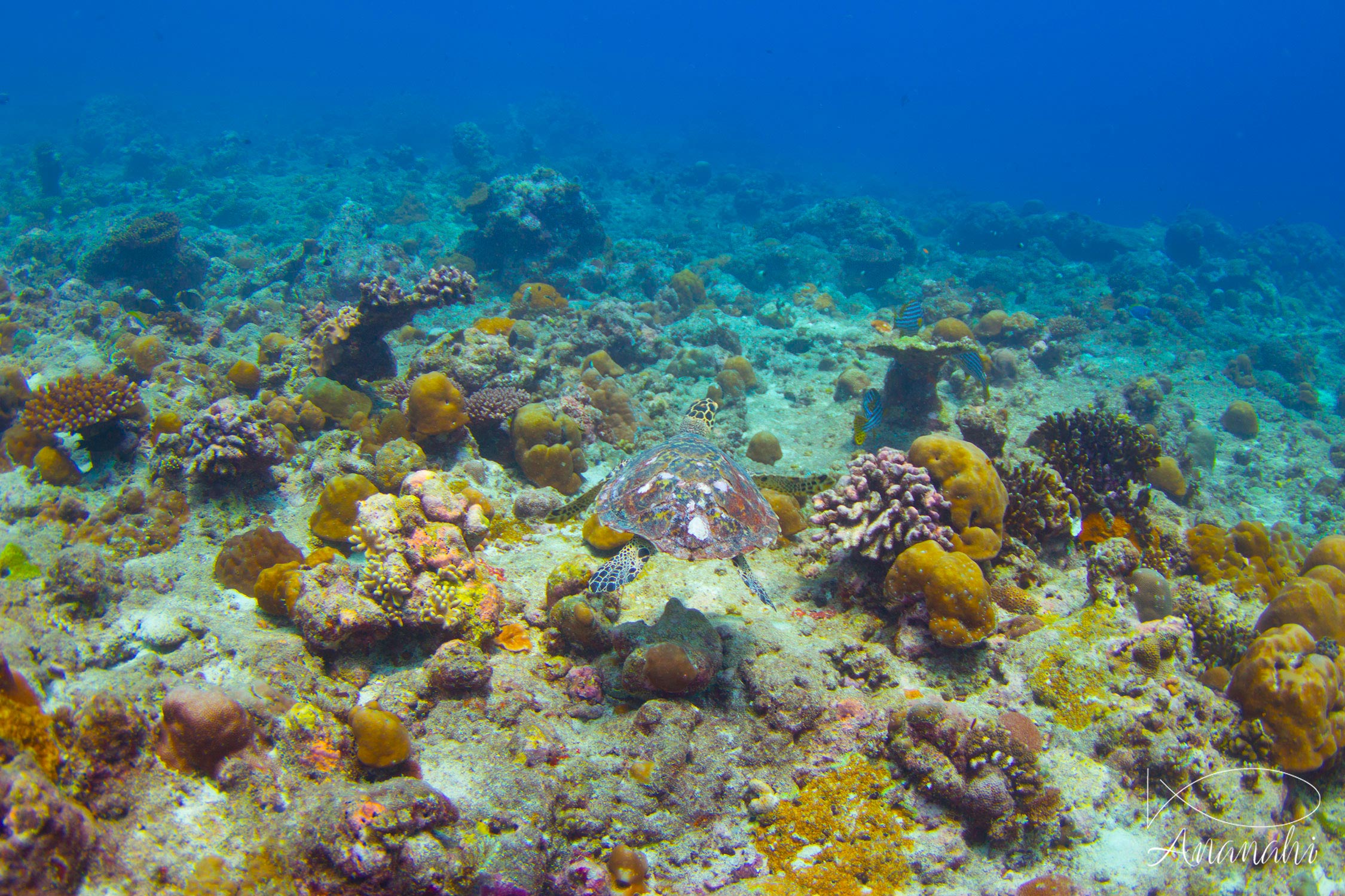 Tortue imbriquée de Maldives