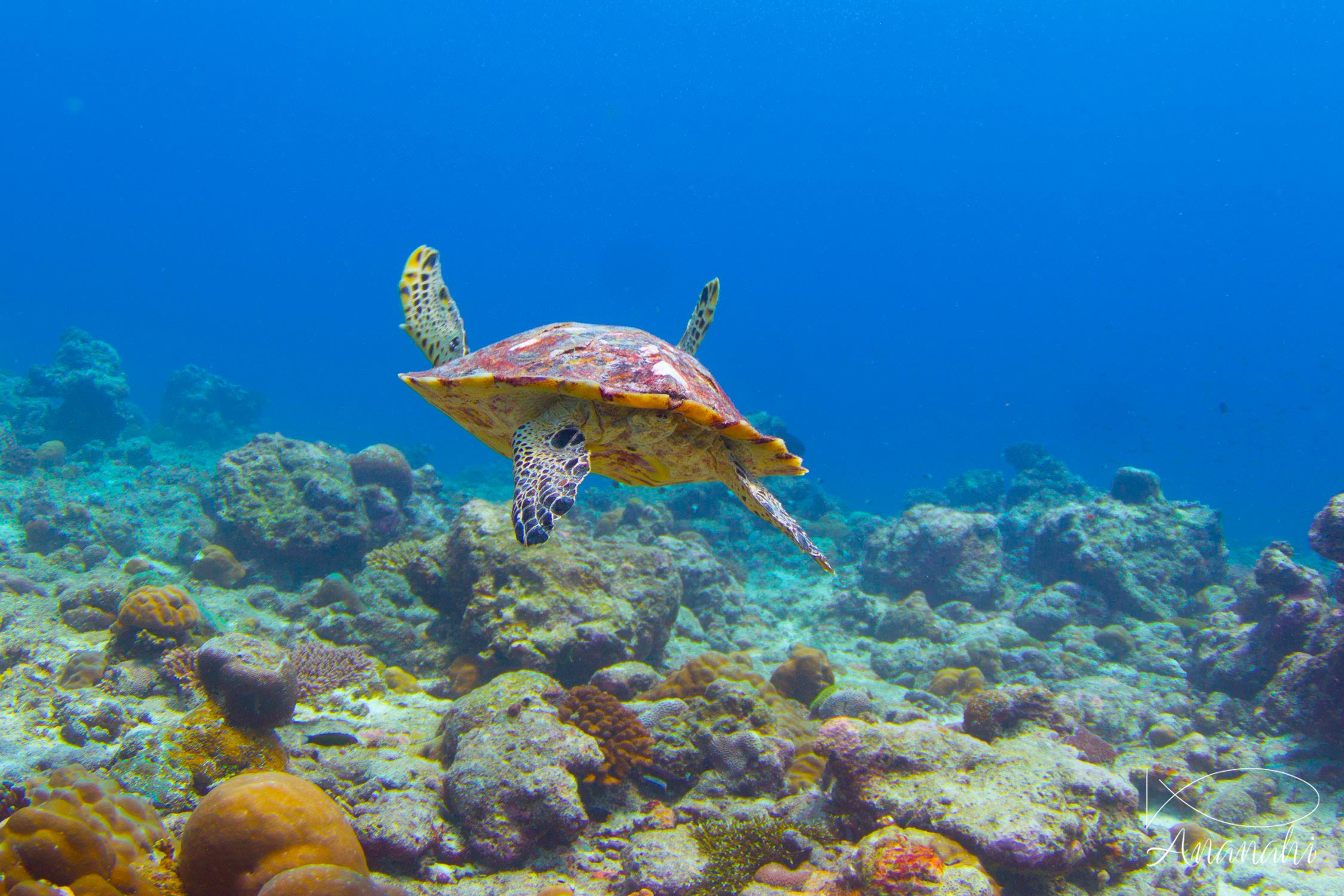 Tortue imbriquée de Maldives