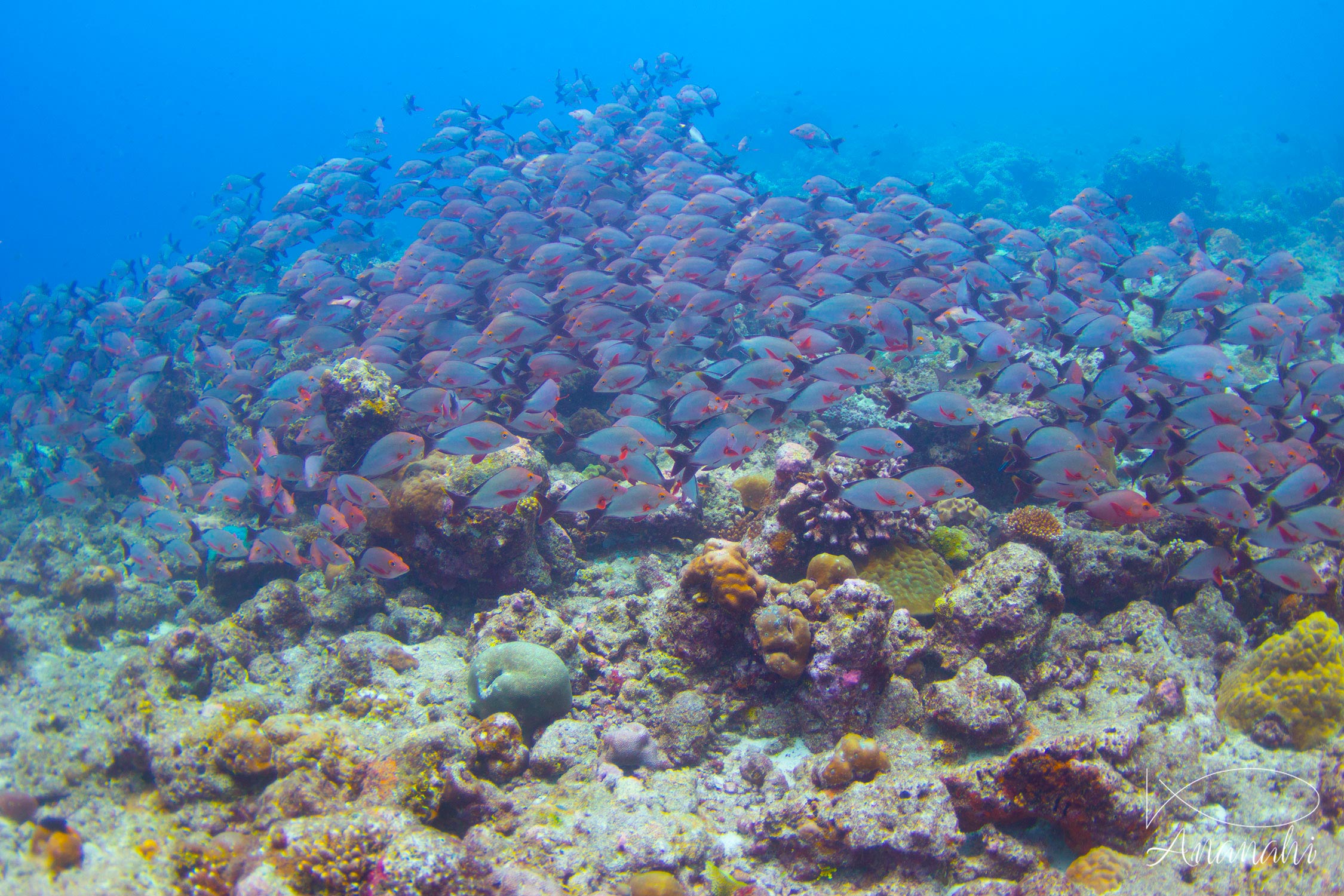 Perche pagaie de Maldives