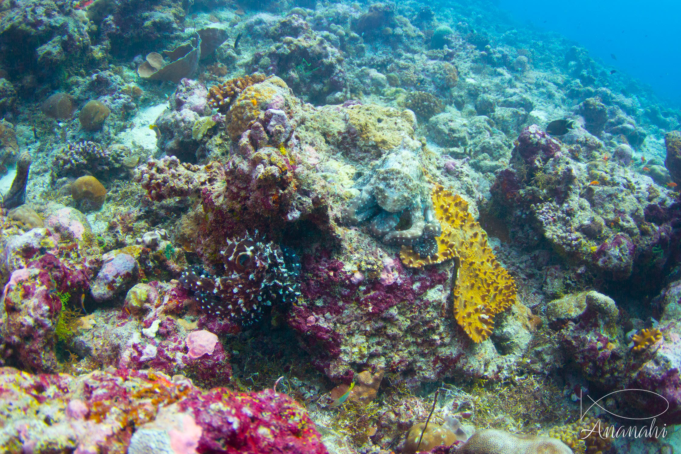 Poulpe de récif de Maldives