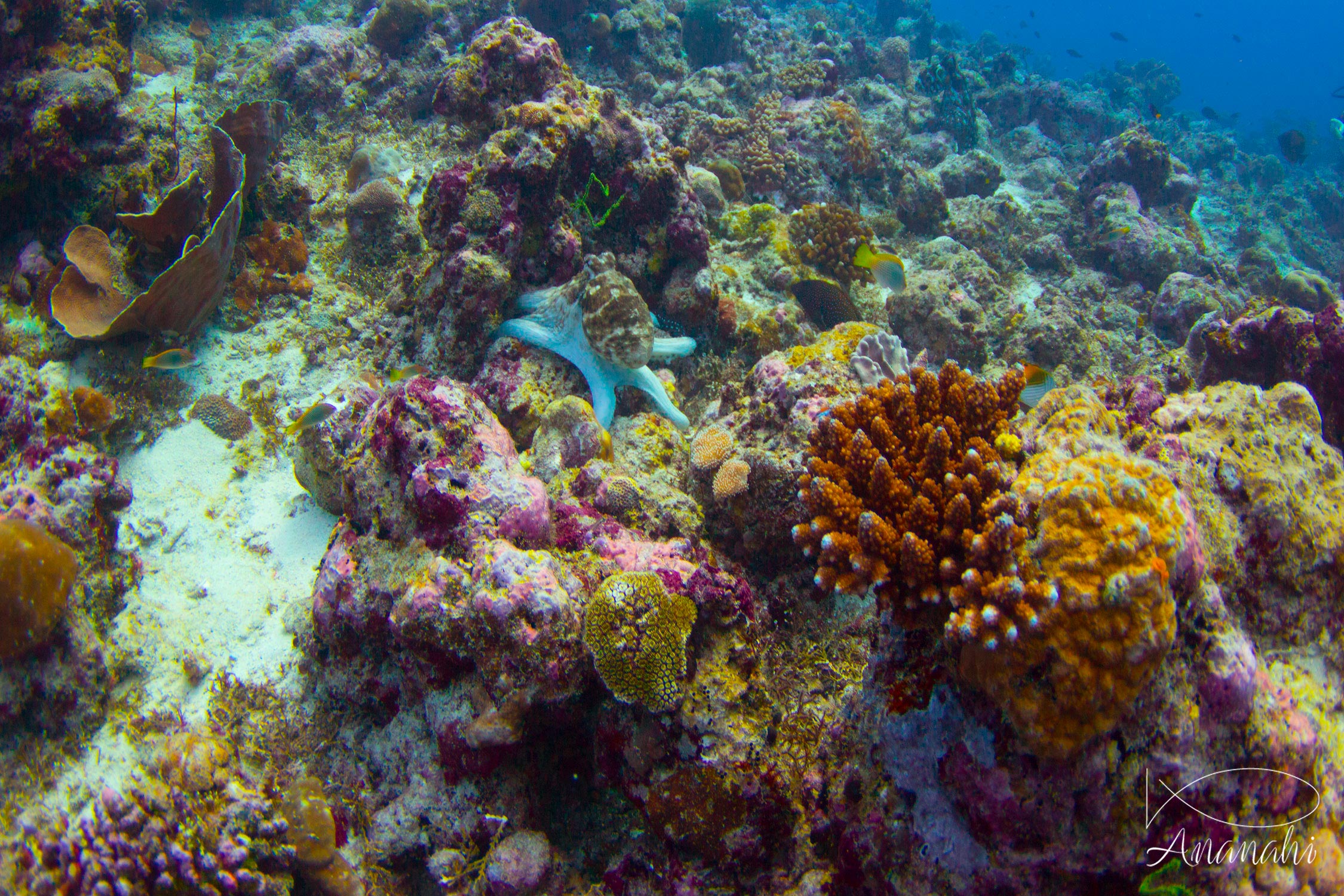 Poulpe de récif de Maldives