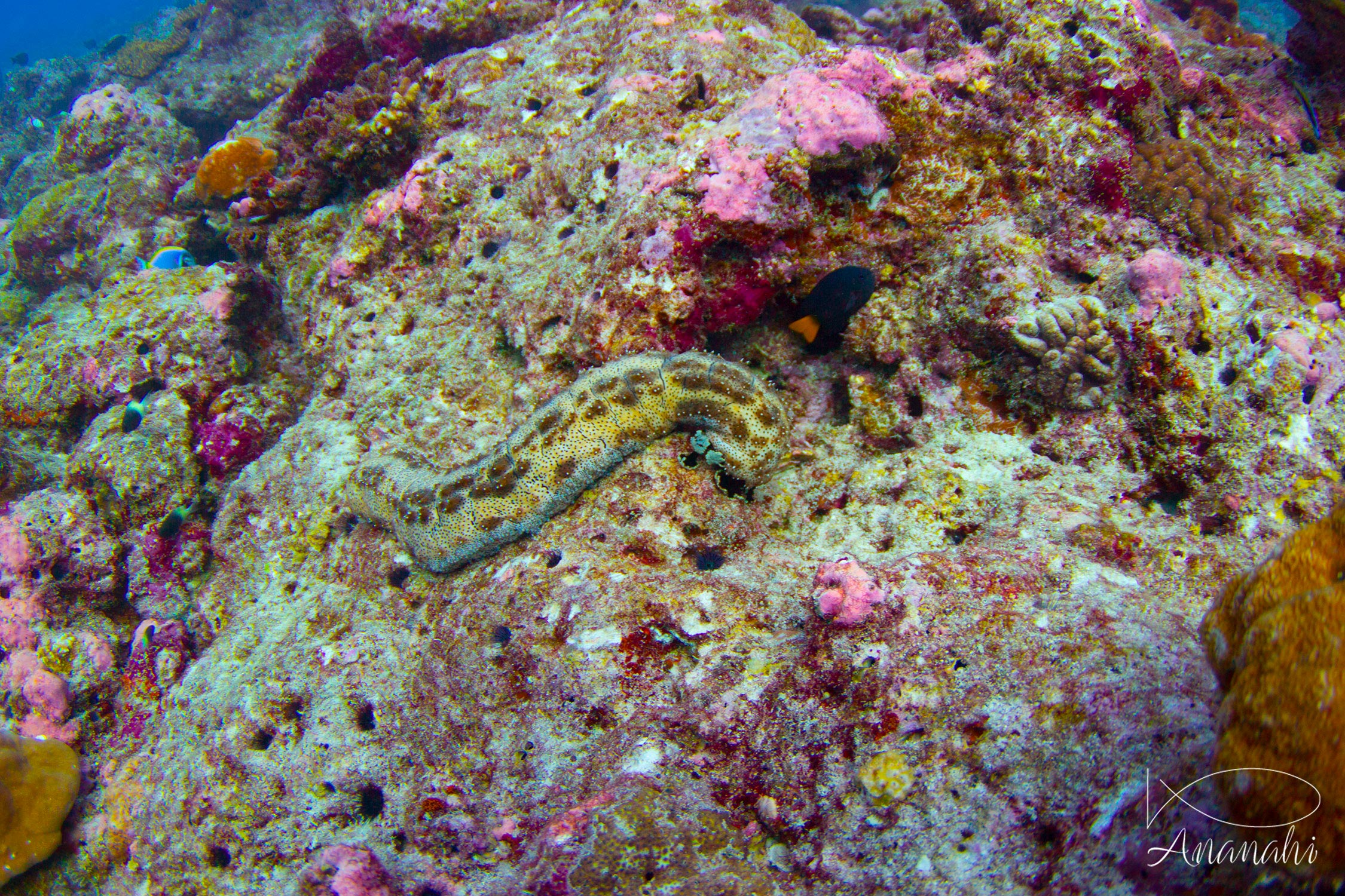 Holothurie rayée de Maldives