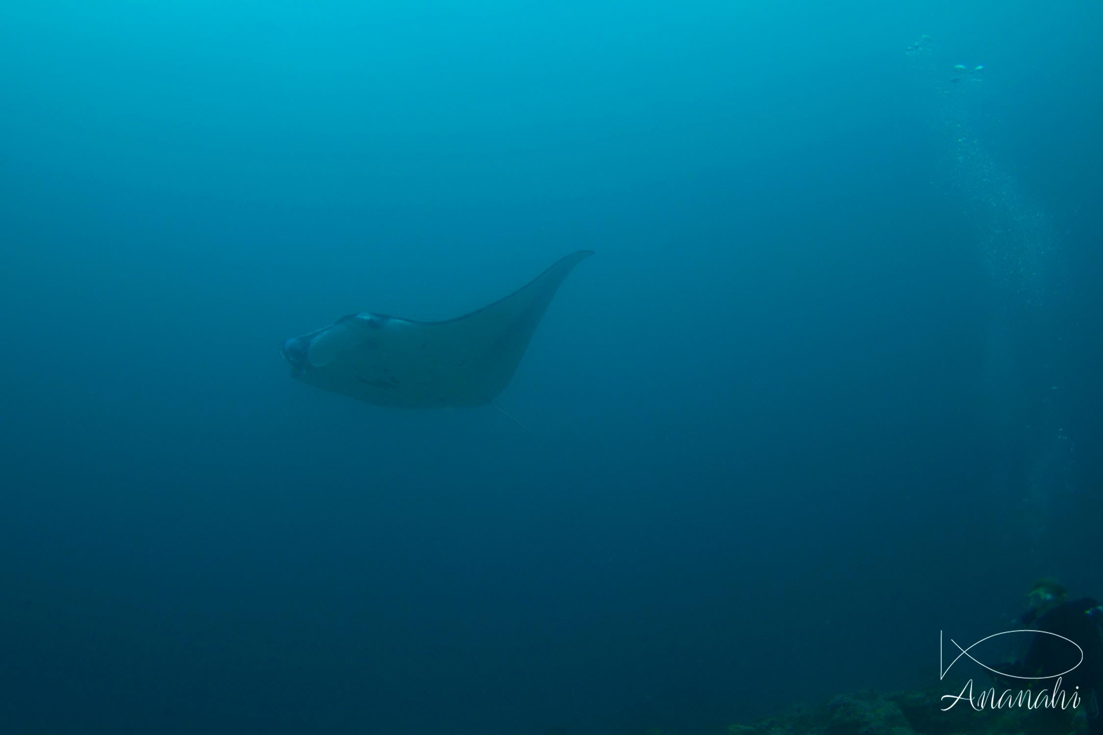 Raie manta de Maldives