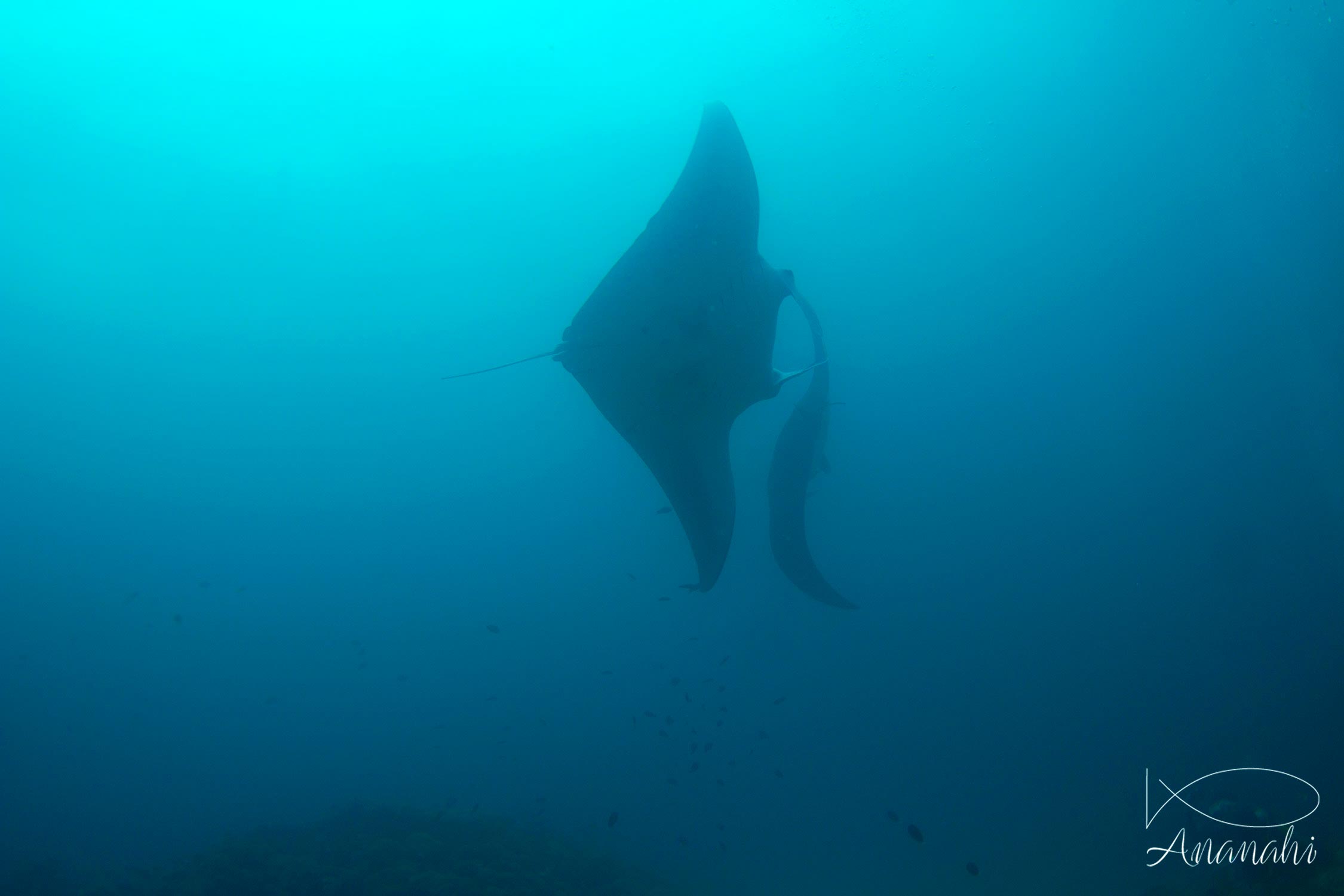 Raie manta de Maldives