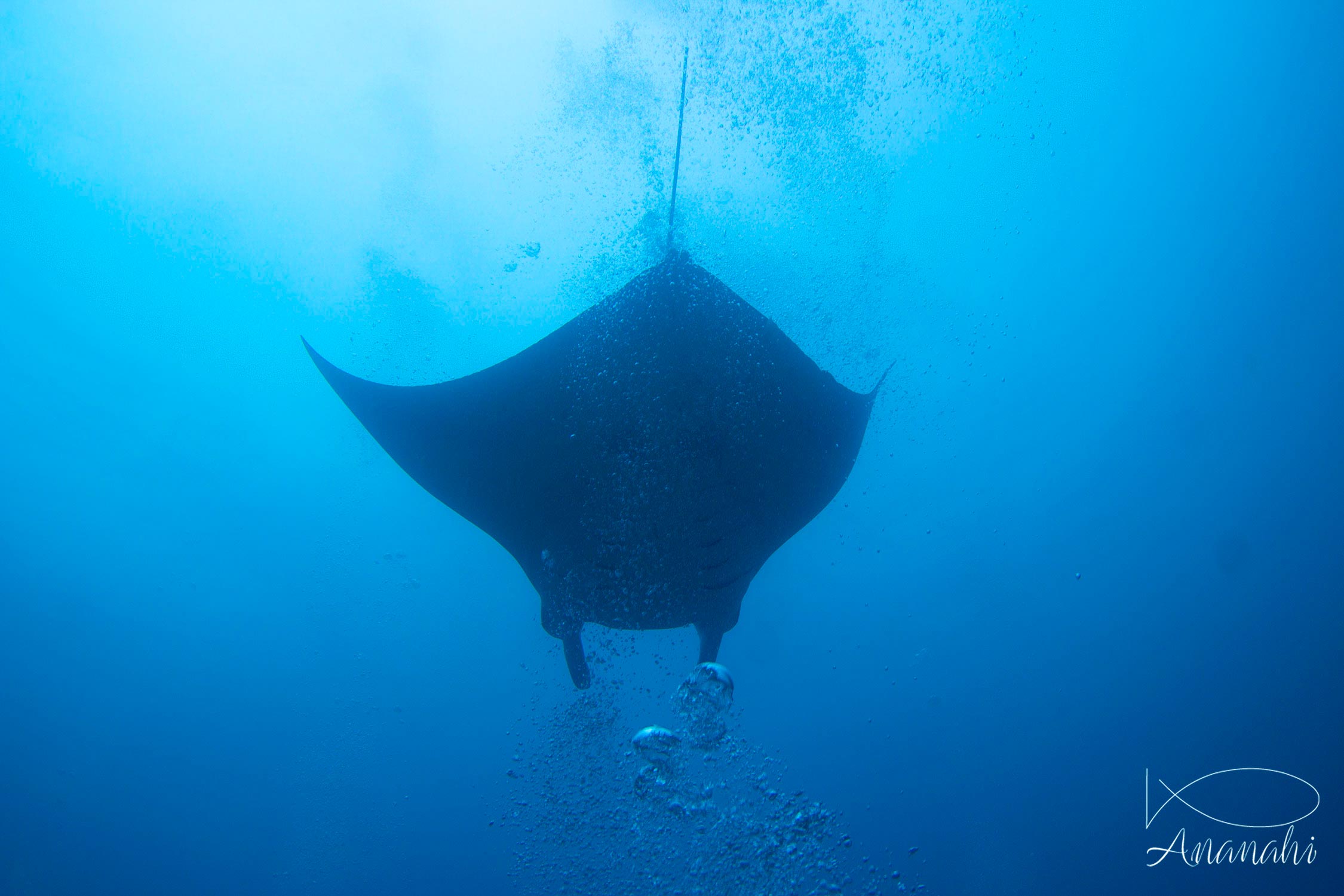 Raie manta de Maldives