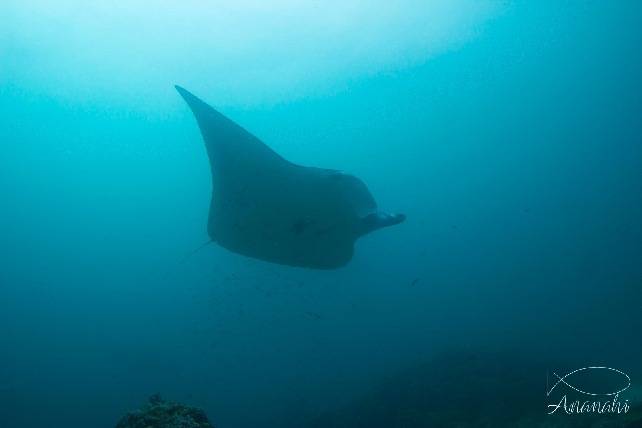 Raie manta de Maldives