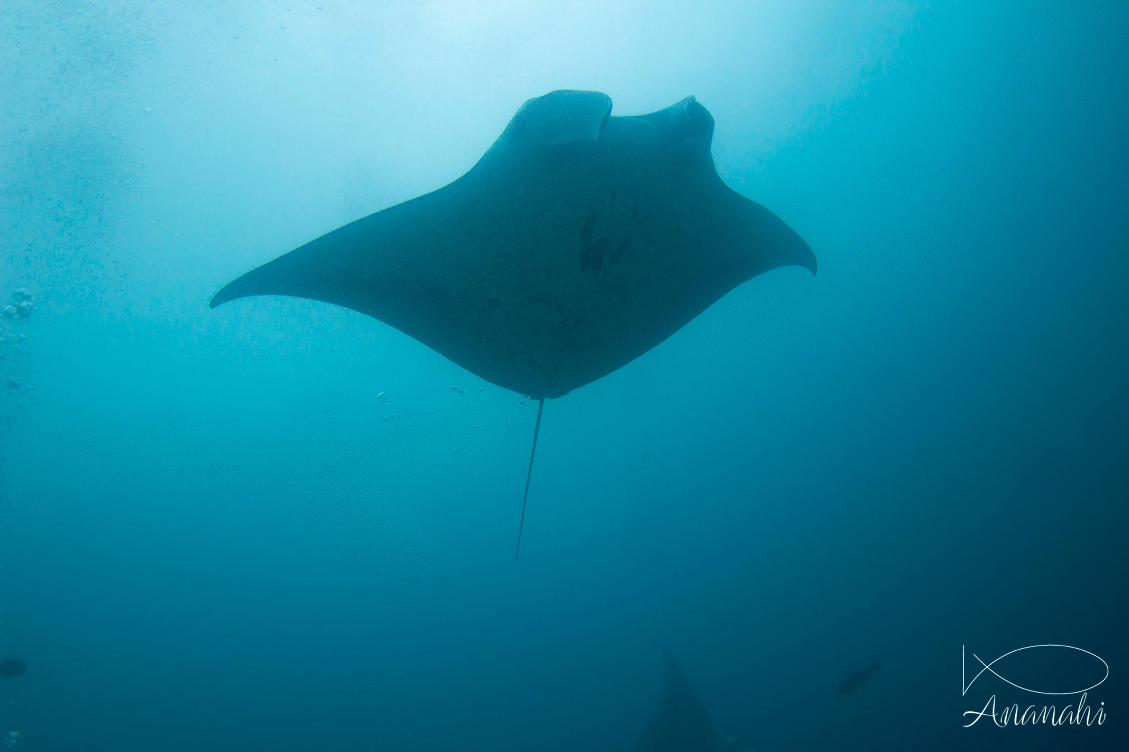 Raie manta de Maldives