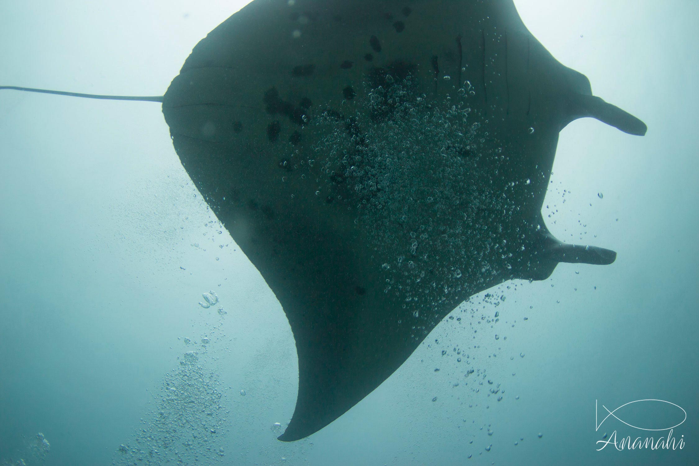 Raie manta de Maldives