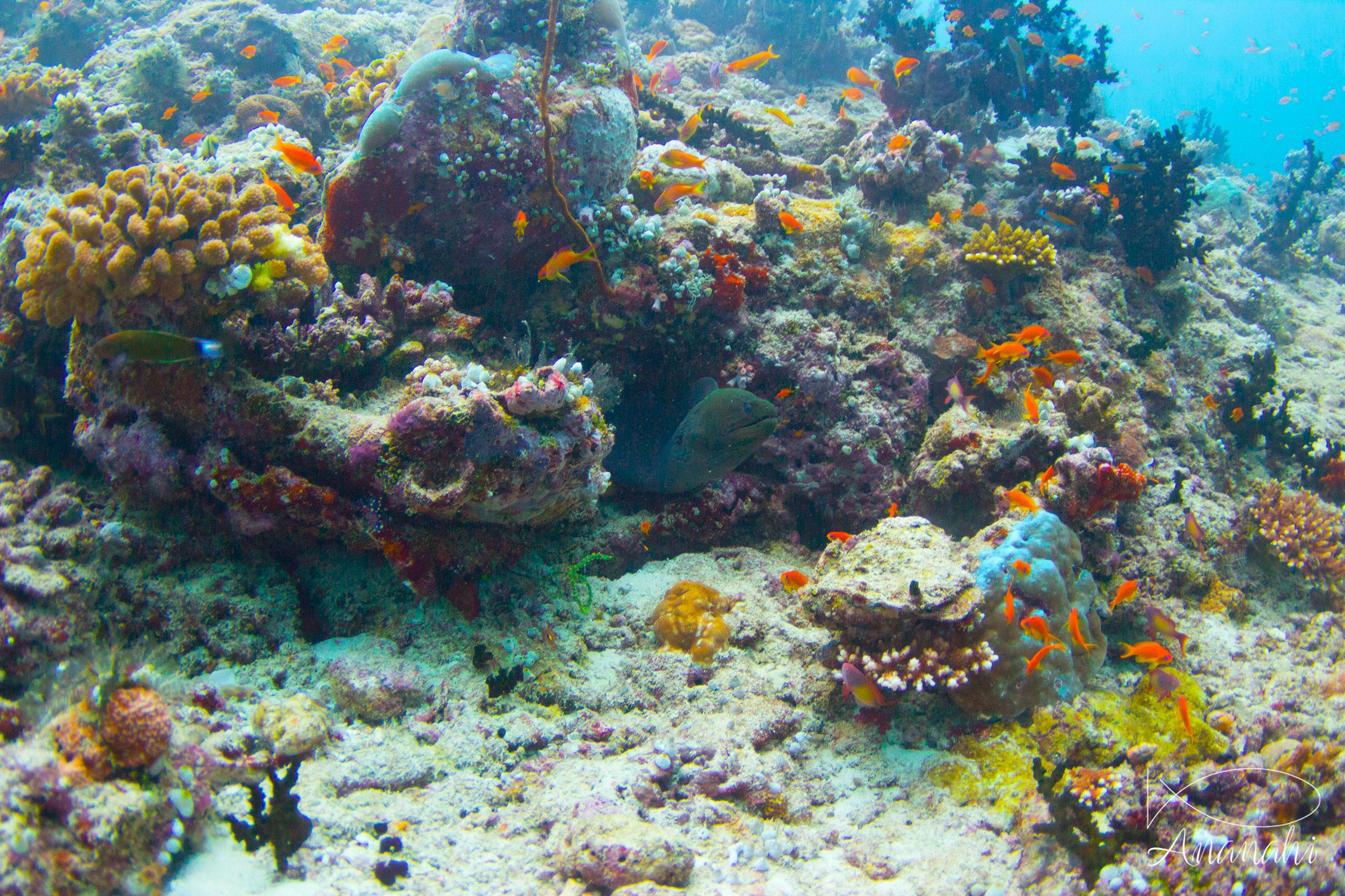 Murène javanaise de Maldives