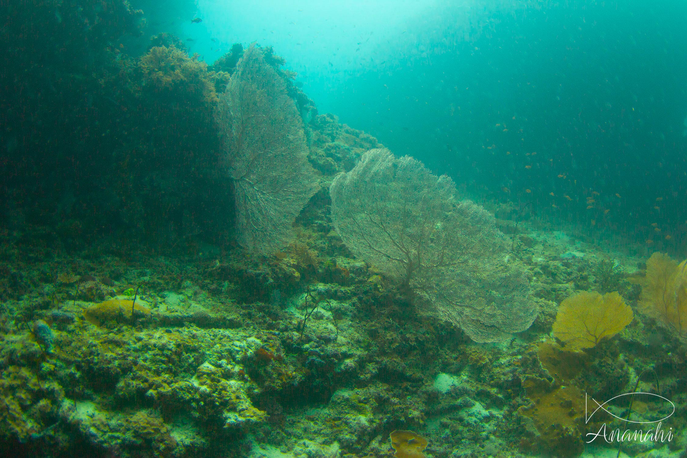 Gorgone géante de Maldives