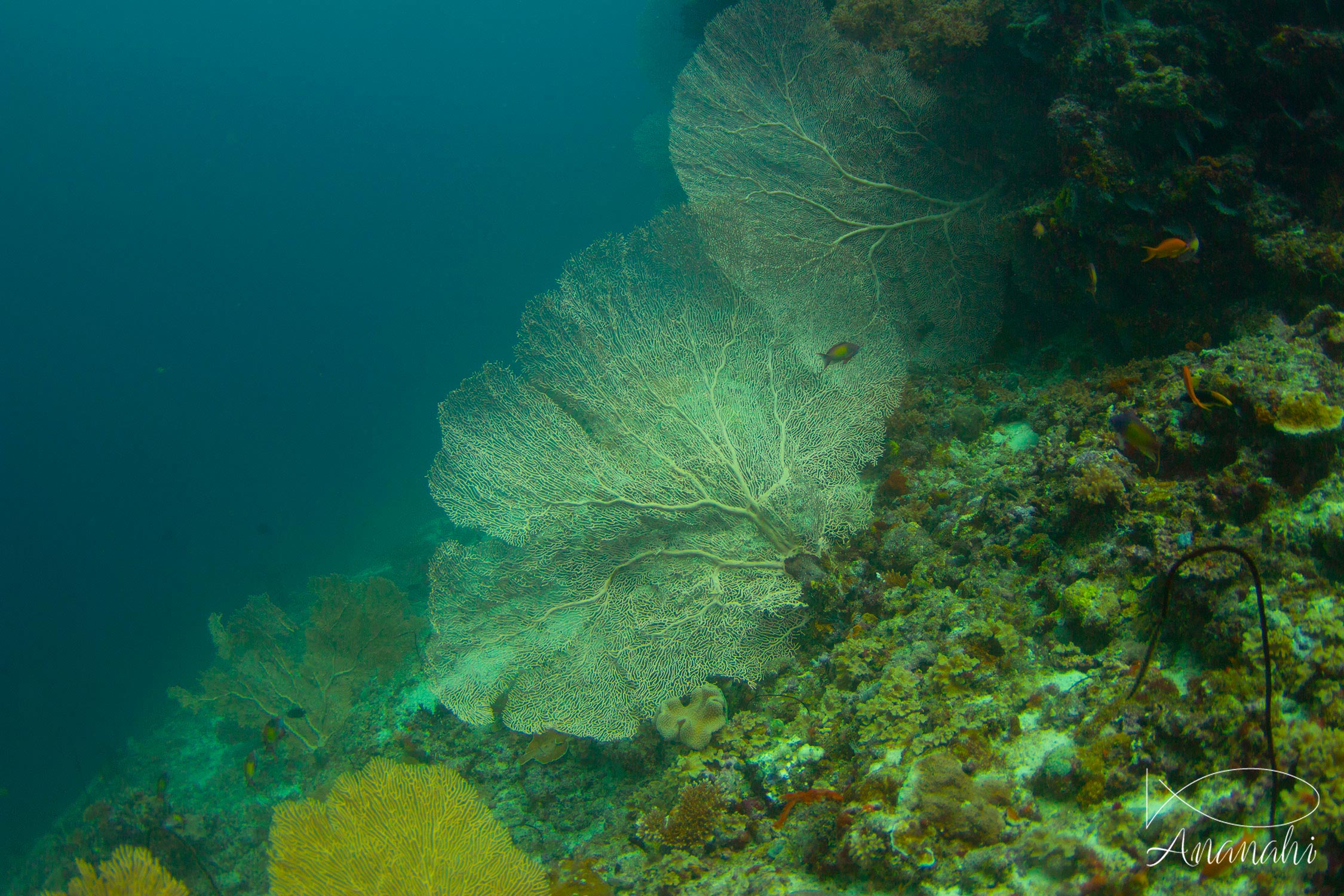 Gorgone géante de Maldives