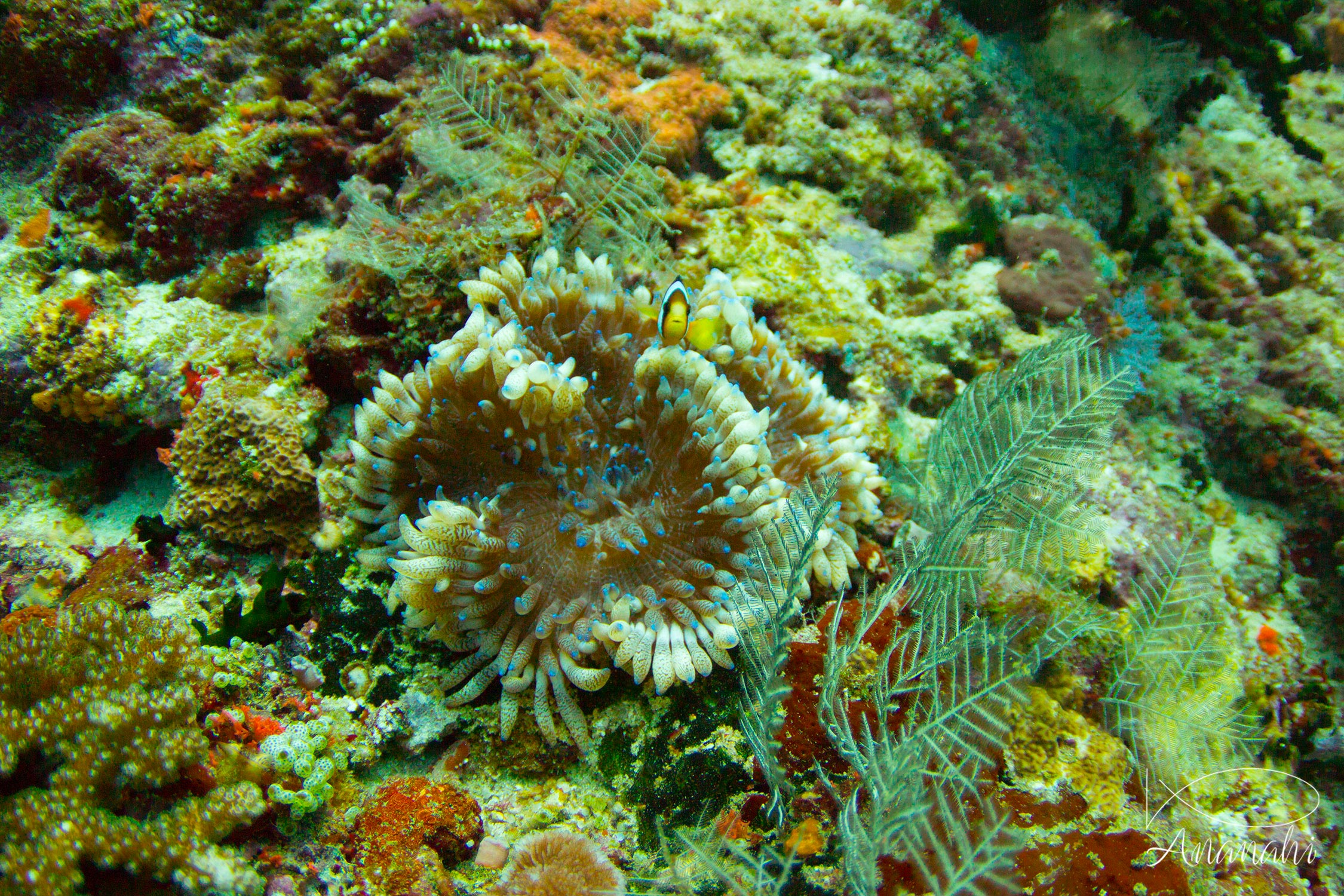 Anémone cuir de Maldives