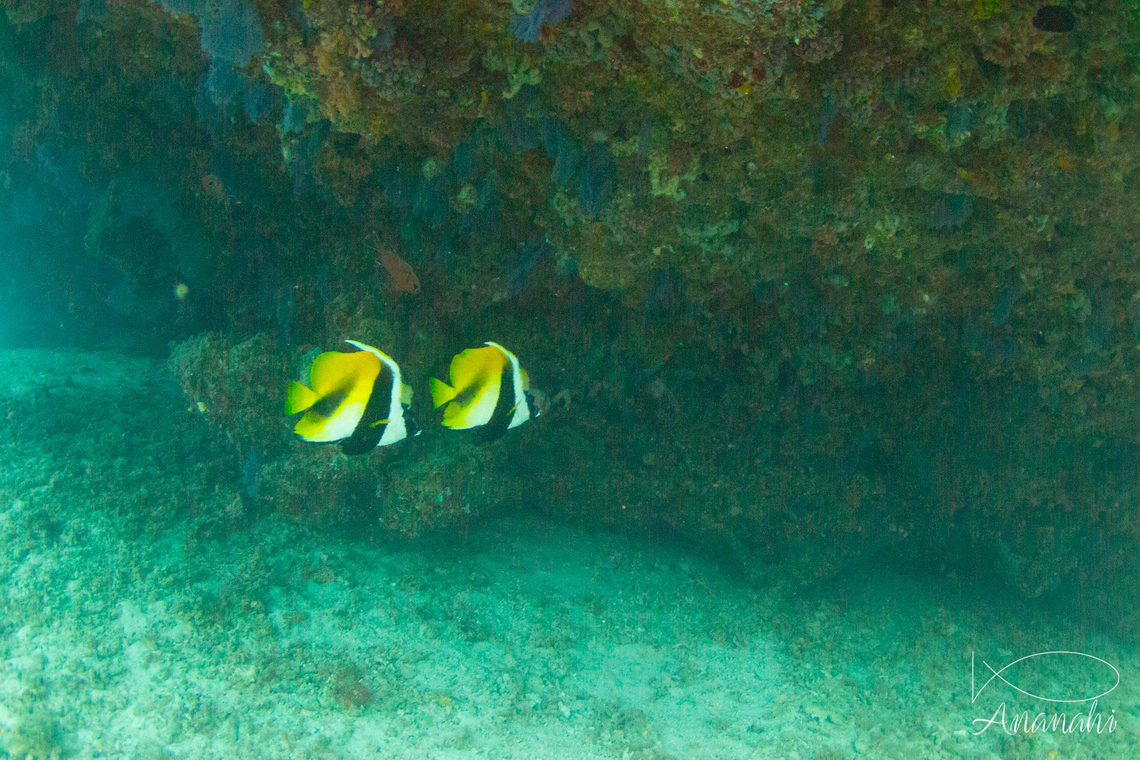 Poisson cocher masqué de Maldives