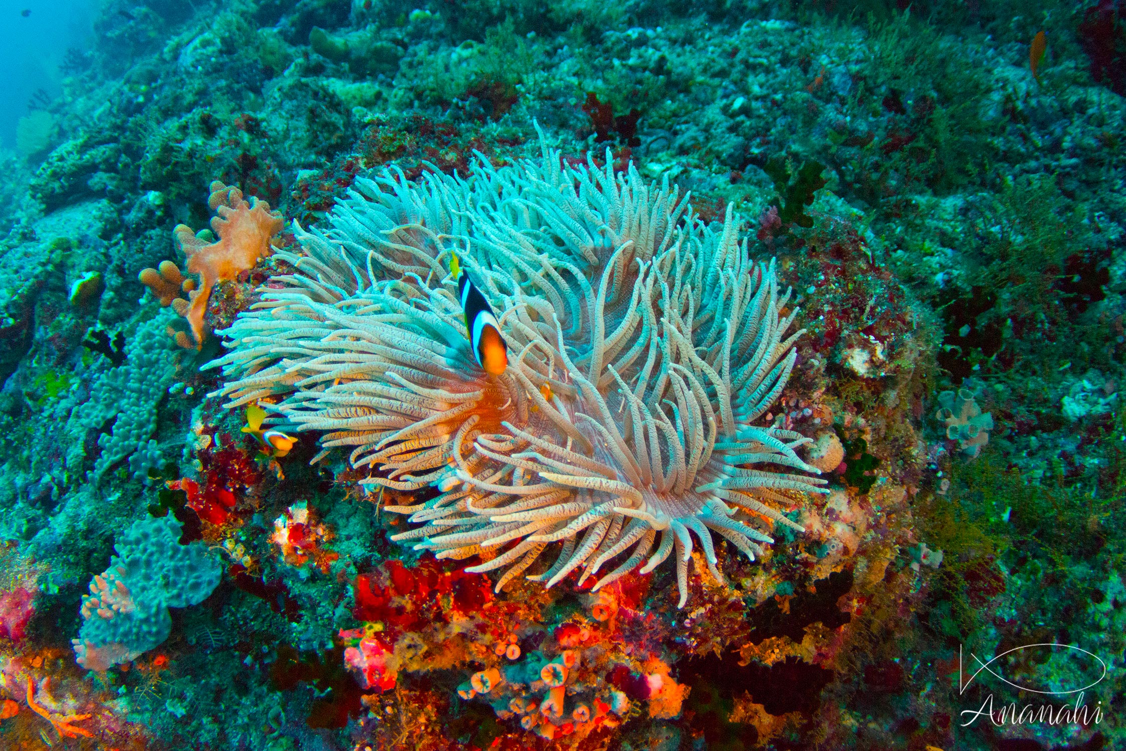 Anémone cuir de Maldives