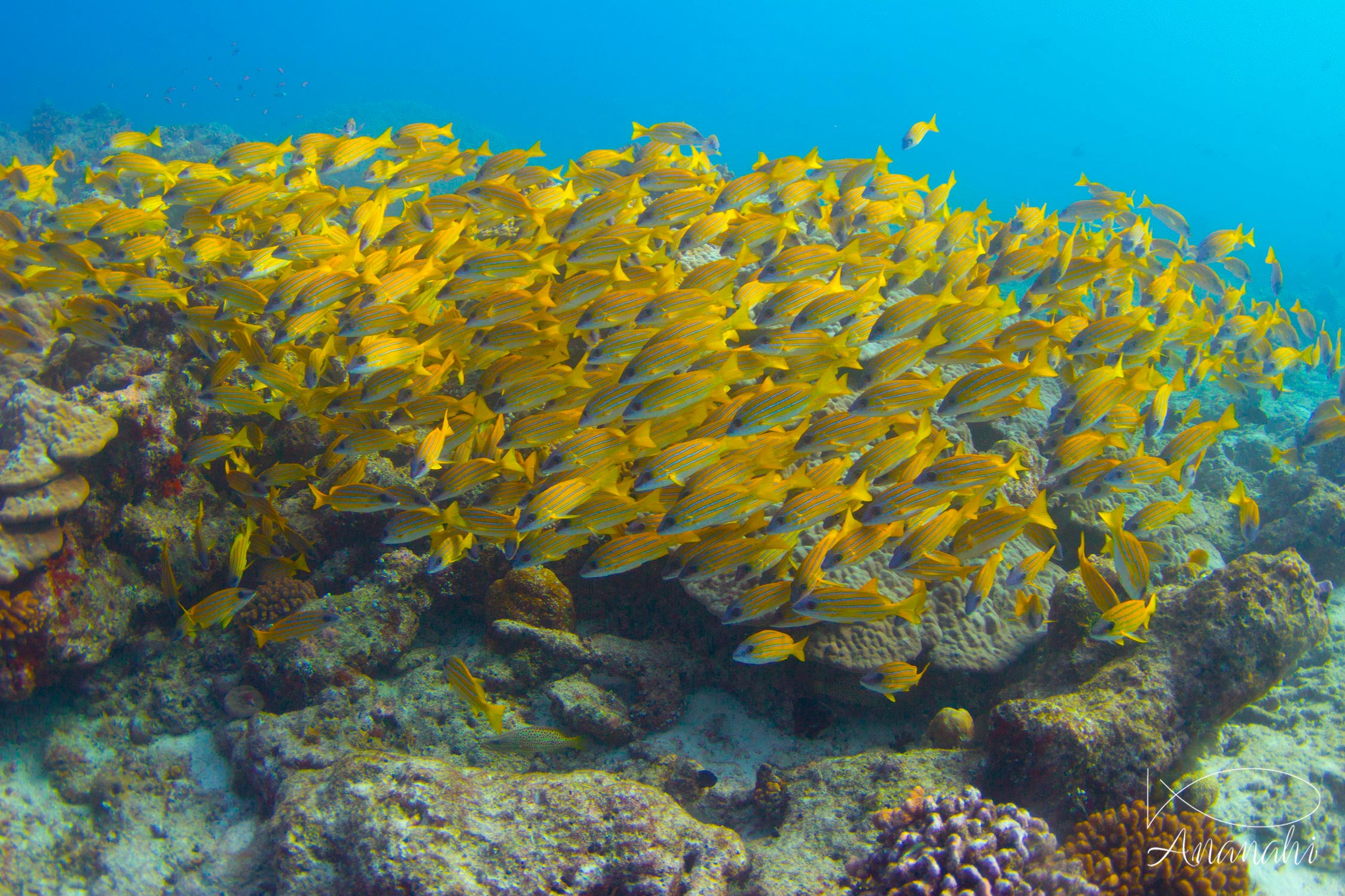 Perche à raies bleues de Maldives