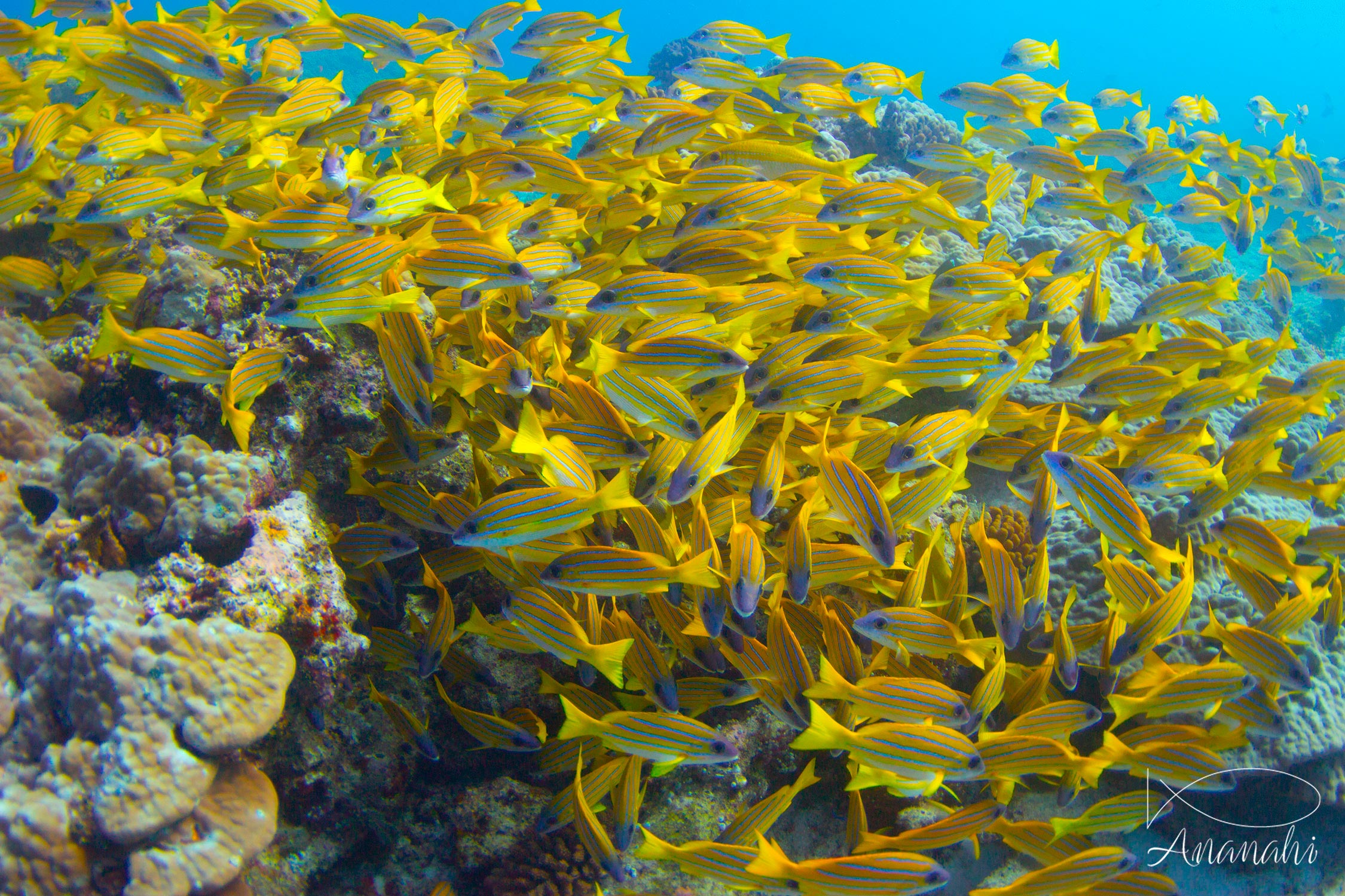 Perche à raies bleues de Maldives