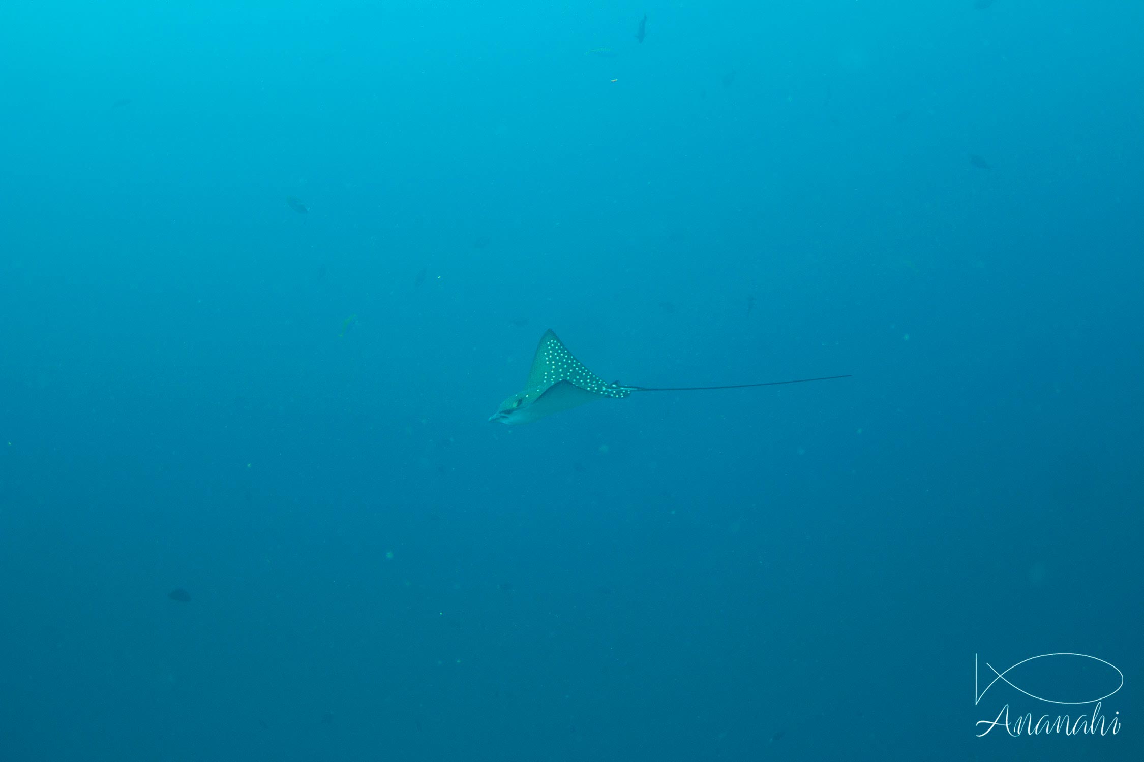 Raie léopard de Maldives