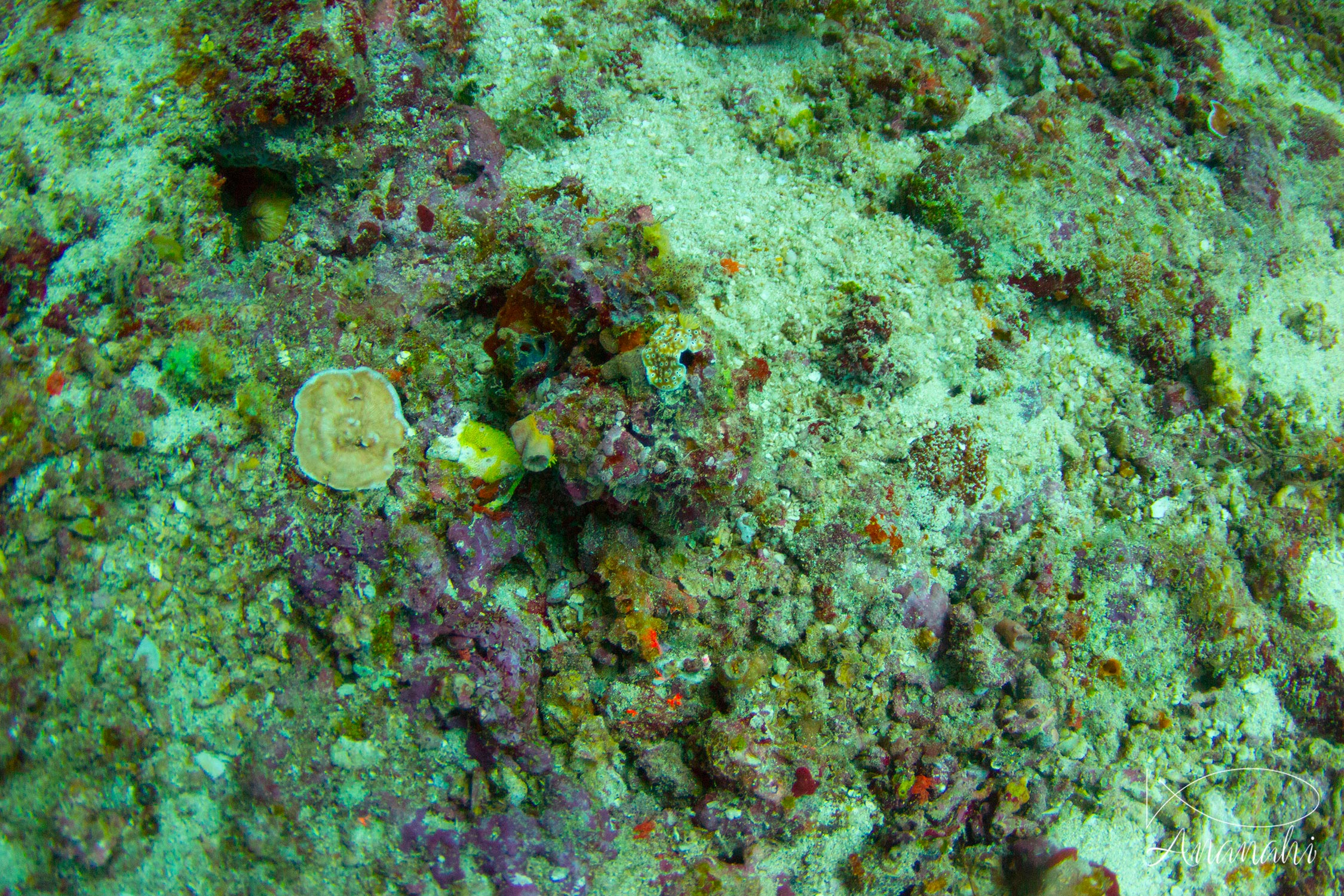 Goniobranche léopard de Maldives