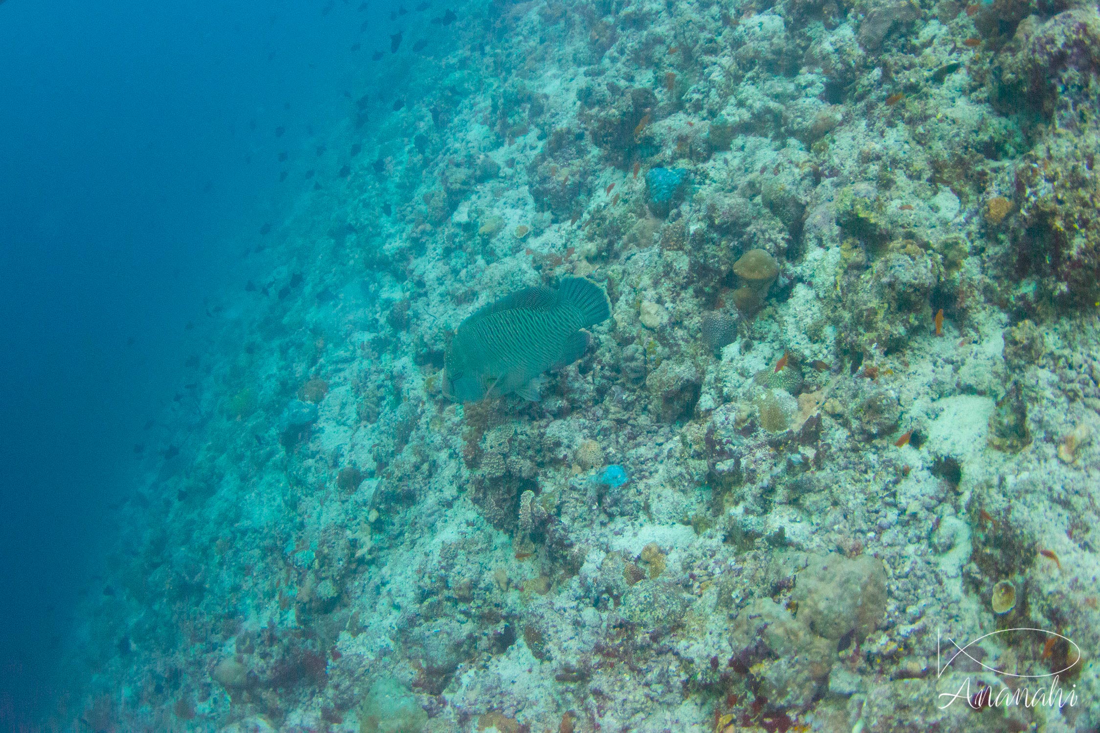 Napoléon de Maldives