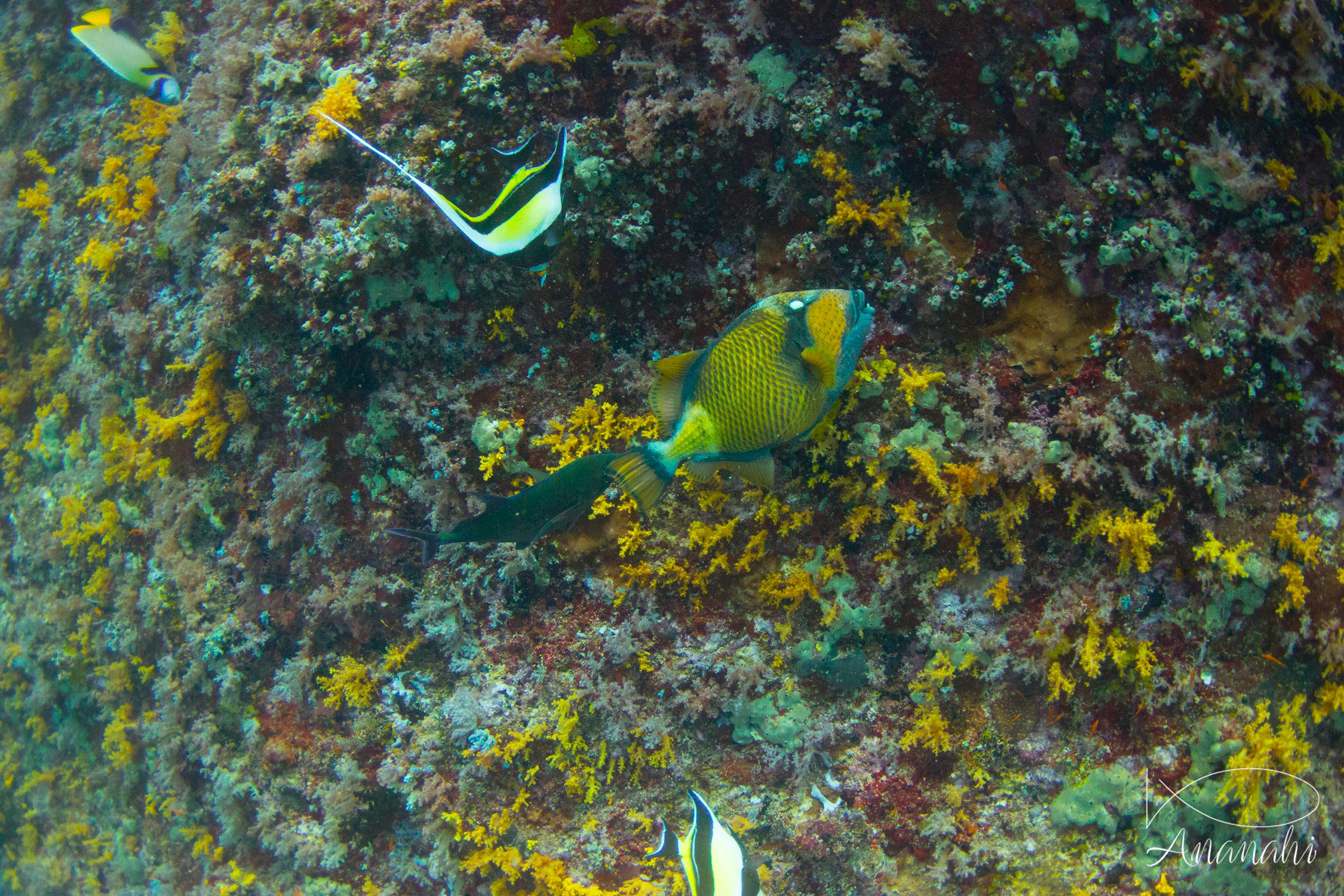 Baliste titan de Maldives