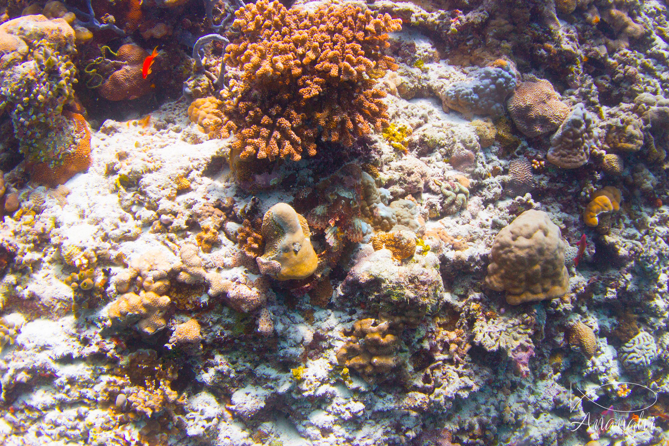 Poisson-scorpion à houppe de Maldives