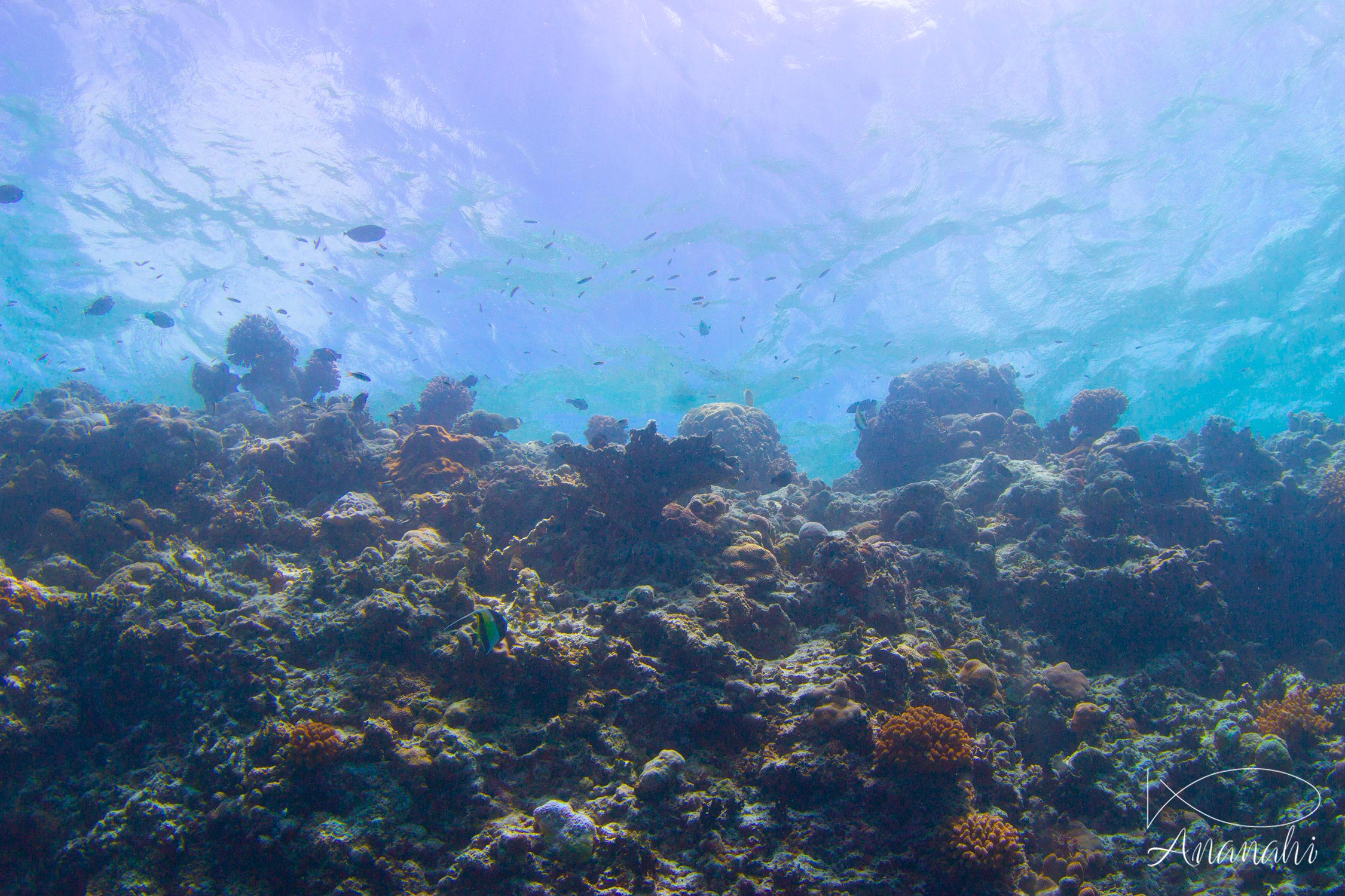 Coraux divers de Maldives