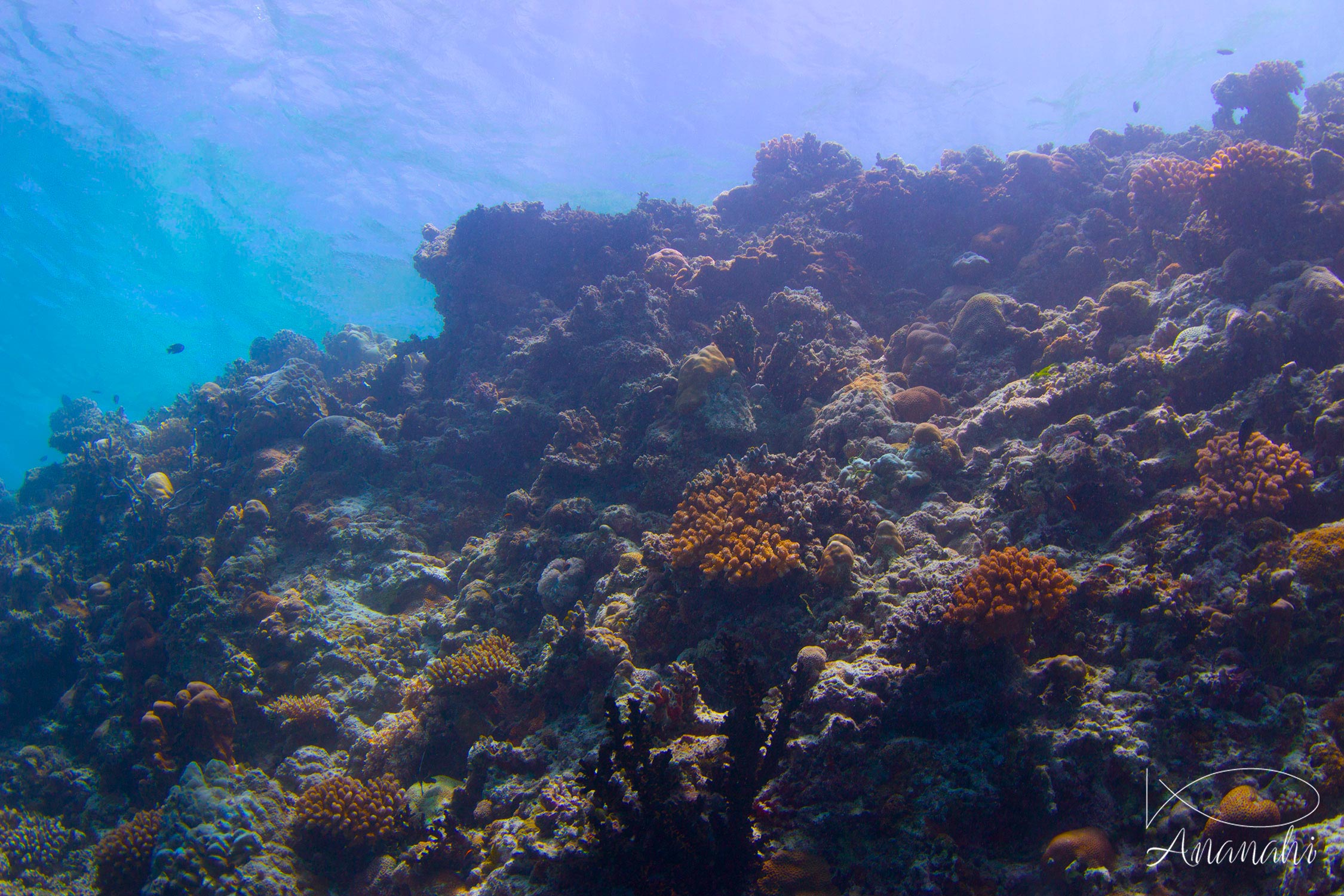 Coraux divers de Maldives